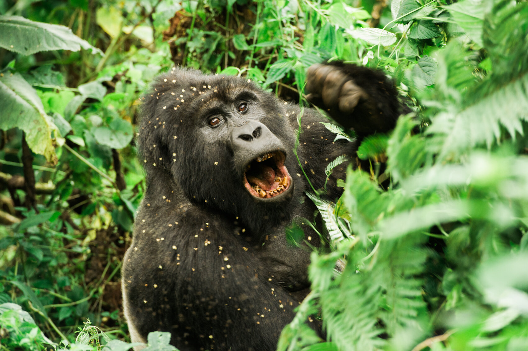  A silver-backed mountain gorilla, Bwindi Impenetrable Forest, Uganda 