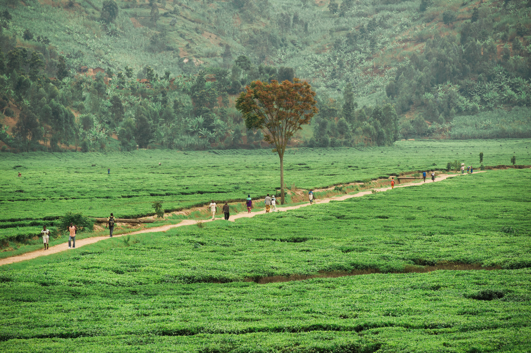 Tea Plantation Pathway