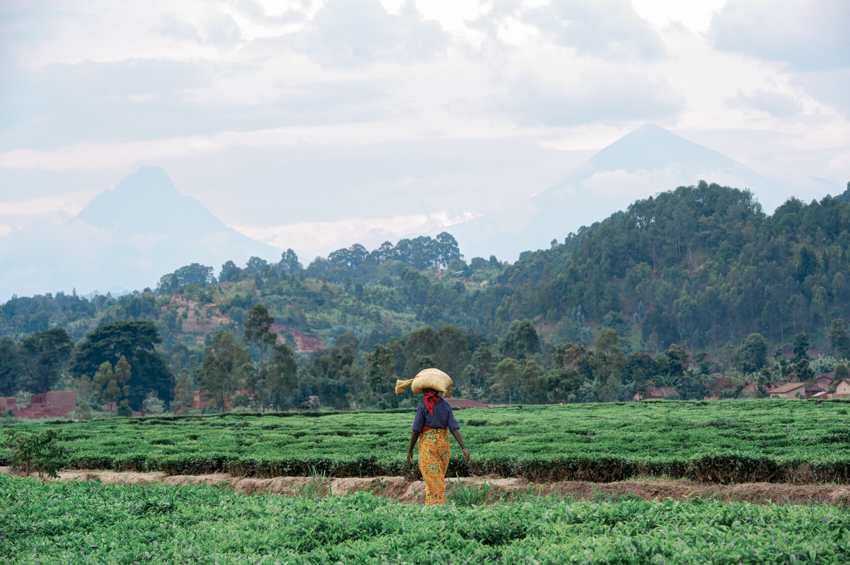 Tea Plantation Pathway #2