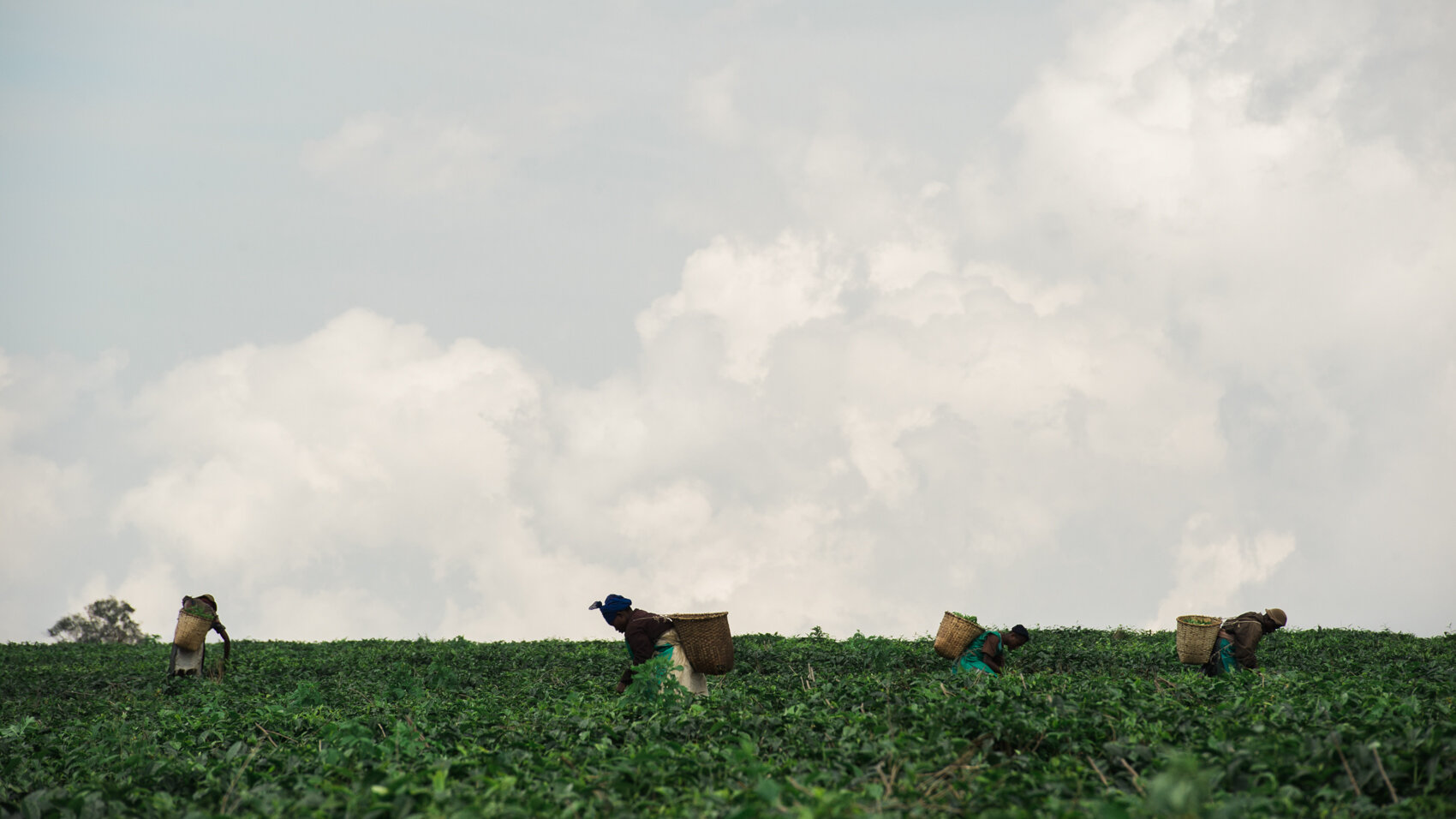 Nyungwe Tea Leaf Pickers