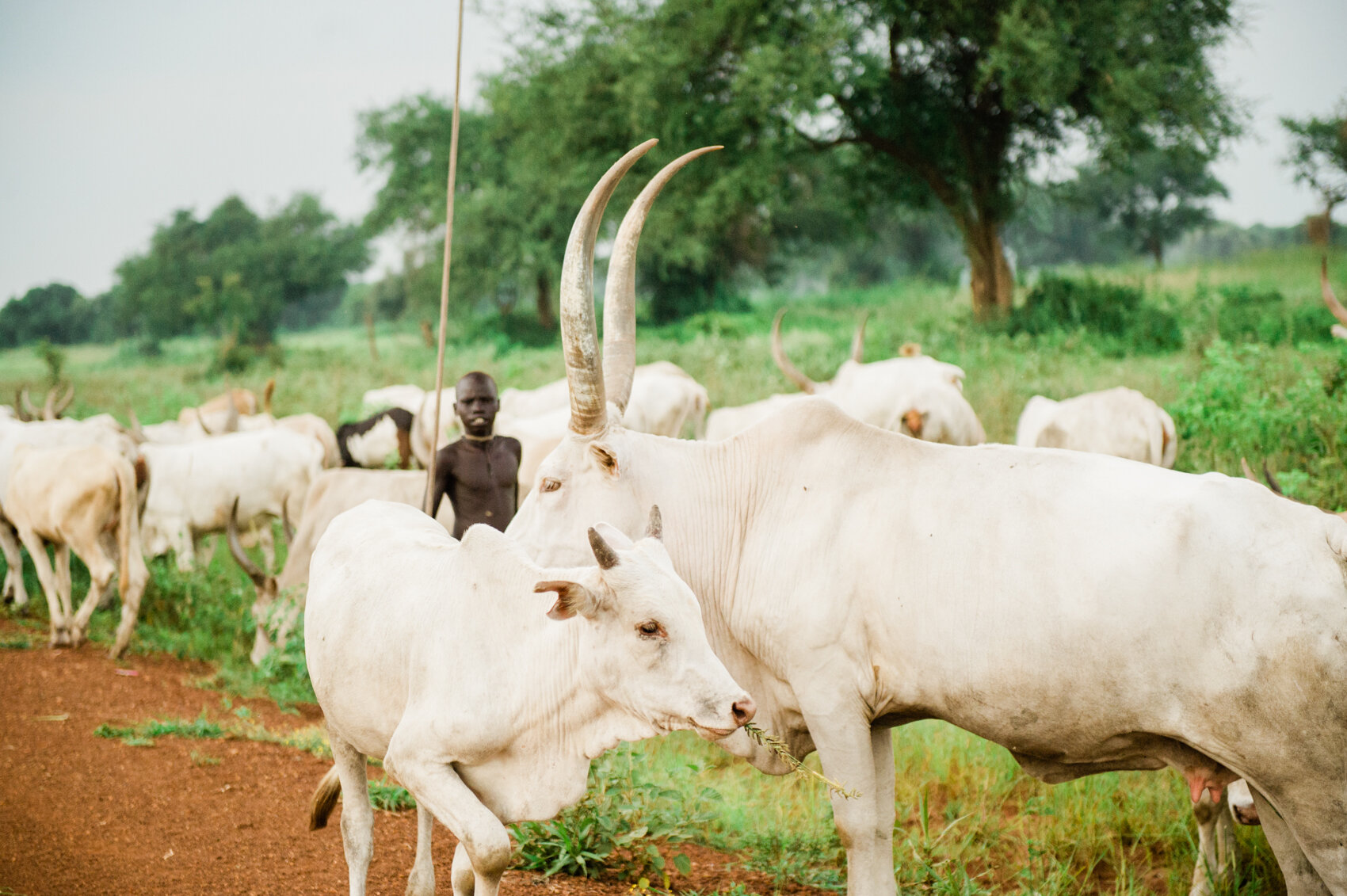 Ankole-Watusi Cattle in South Sudan