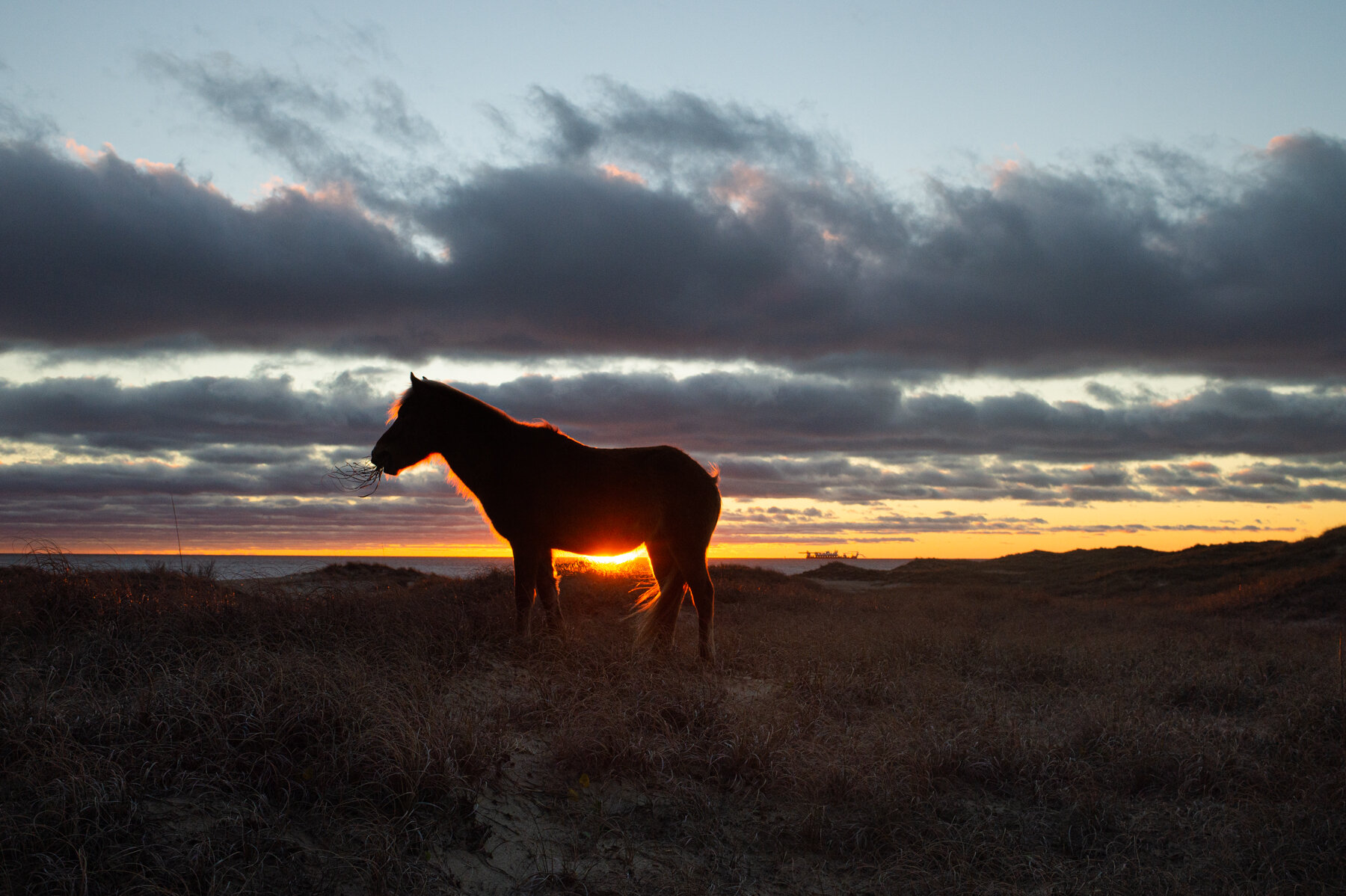  A wild mare grazes on Shackleford Banks island, North Carolina 