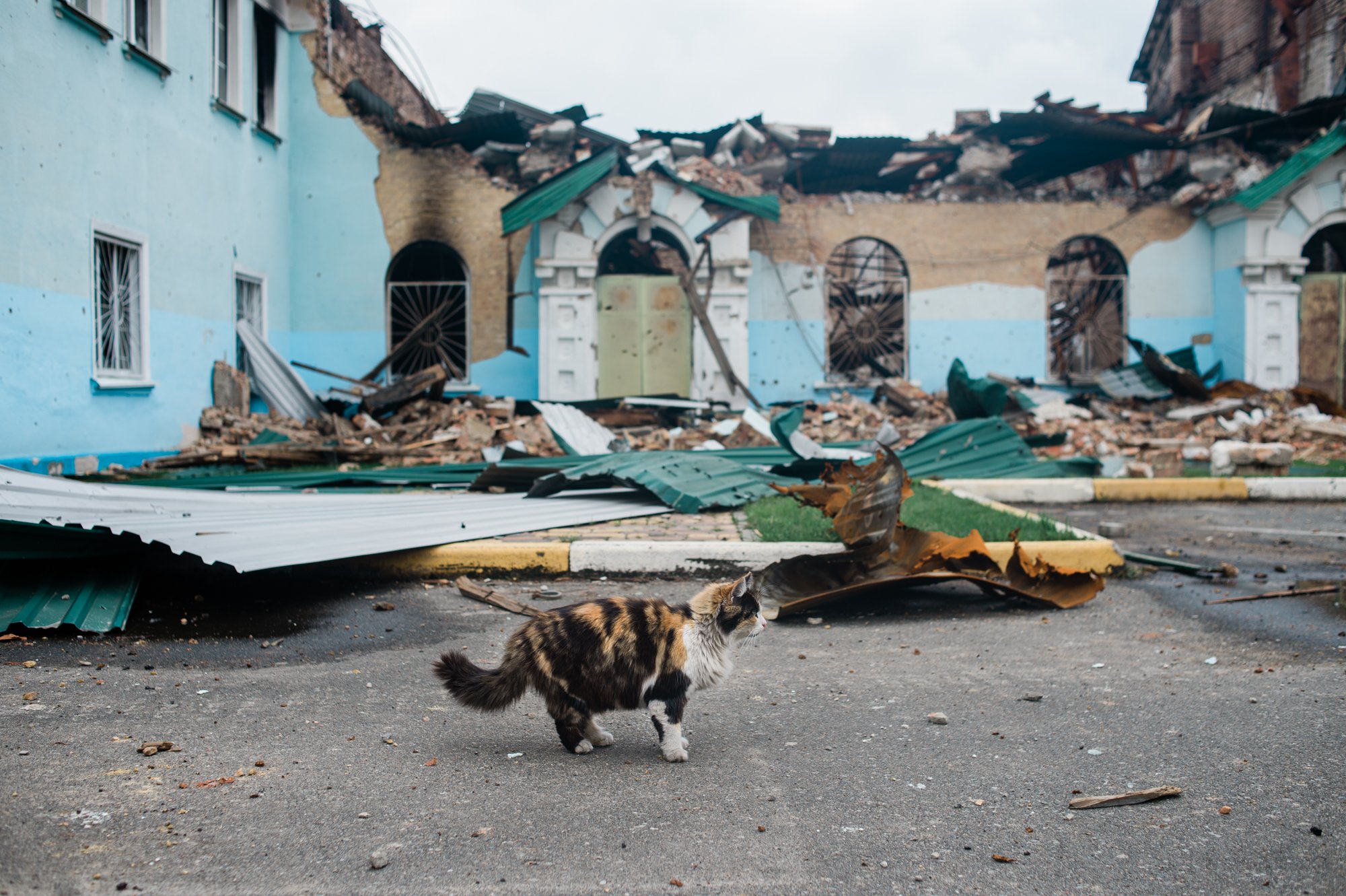  A stray cat walks near a destroyed church in the Kyiv suburb of Irpin. 