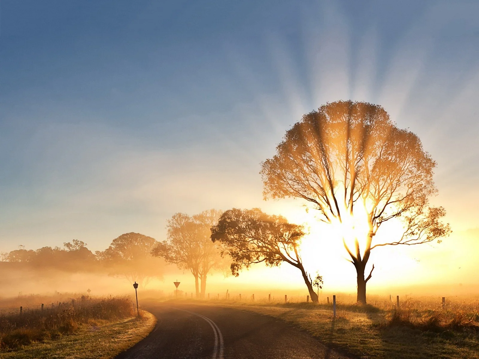 sunrise-road-tree.jpg