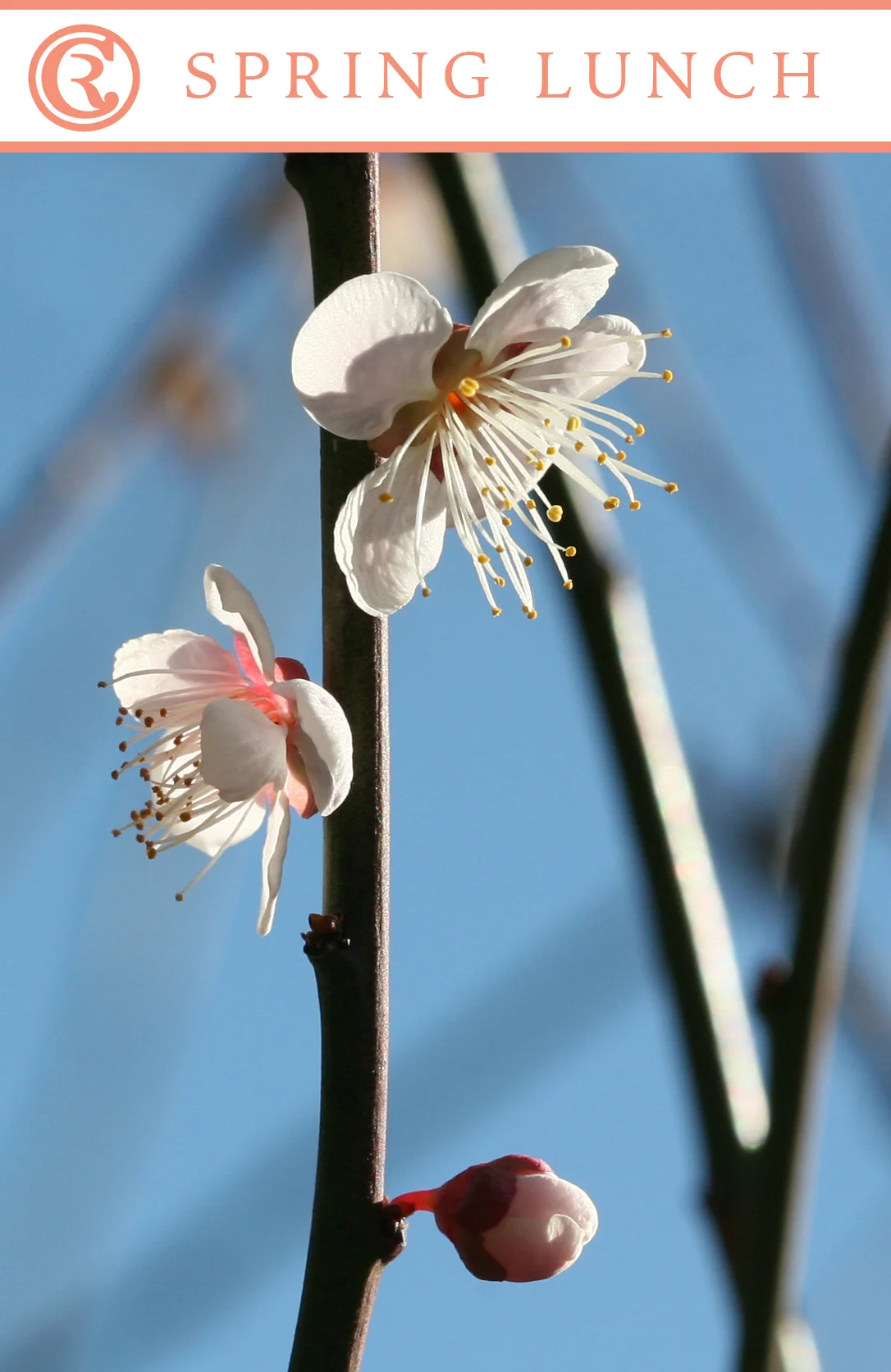 Cambridge Road Spring Lunch