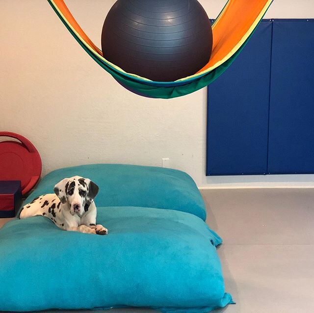 PlaySpace misses you all, but don&rsquo;t worry- Quinn the Great Dane is keeping the crash pad warm for you 🐼 Did you know you can make your own crash pad at home? (&ldquo;Crashing&rdquo; is be a great sensory break between homeschool tasks!) You ju