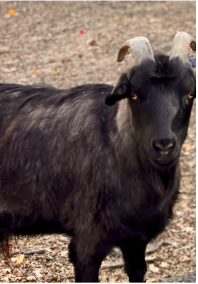 Pepper the goat