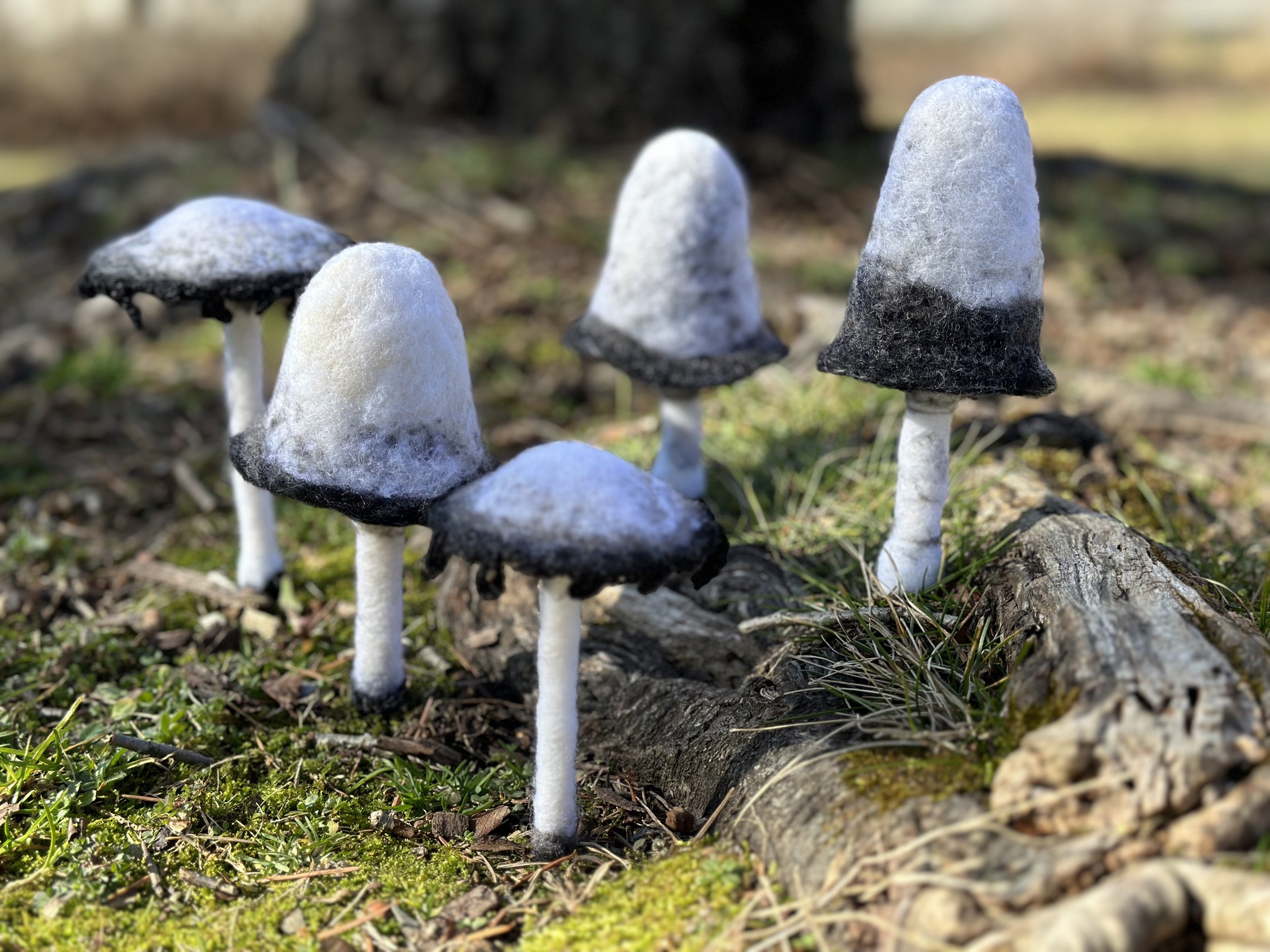Felted Inky Cap Mushrooms in Situ, 2024