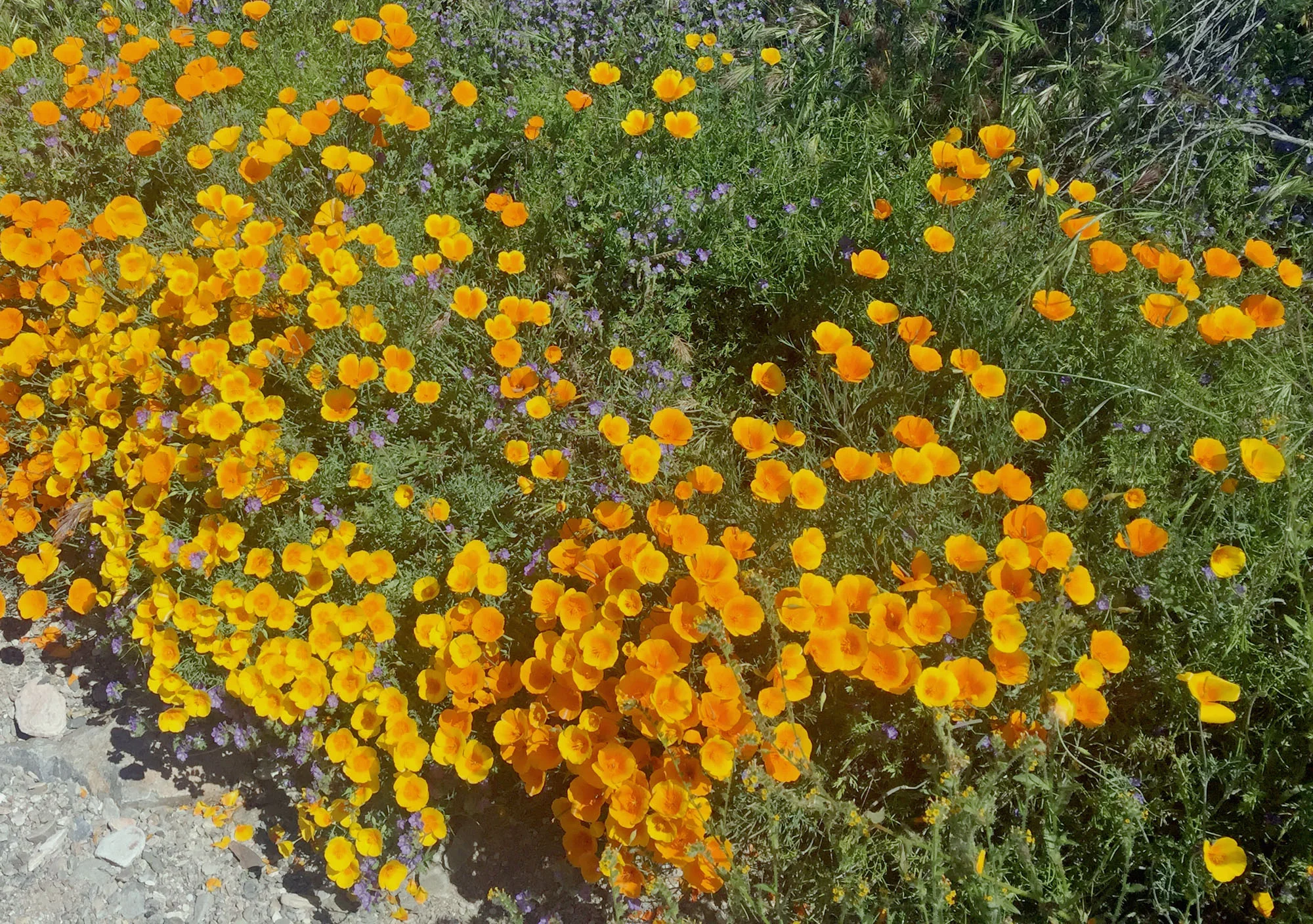 orangedesert.jpg