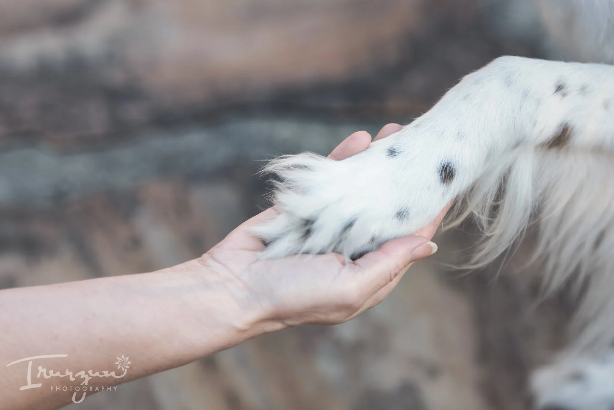 whisper paw.jpg