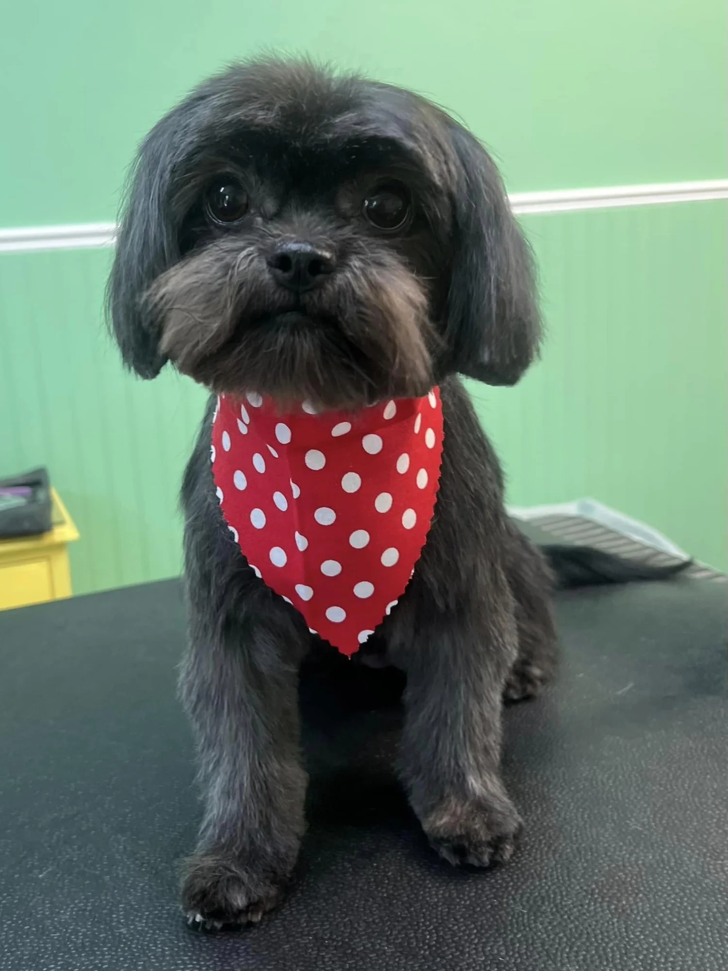 Jill's Muddy Paw Dog Grooming