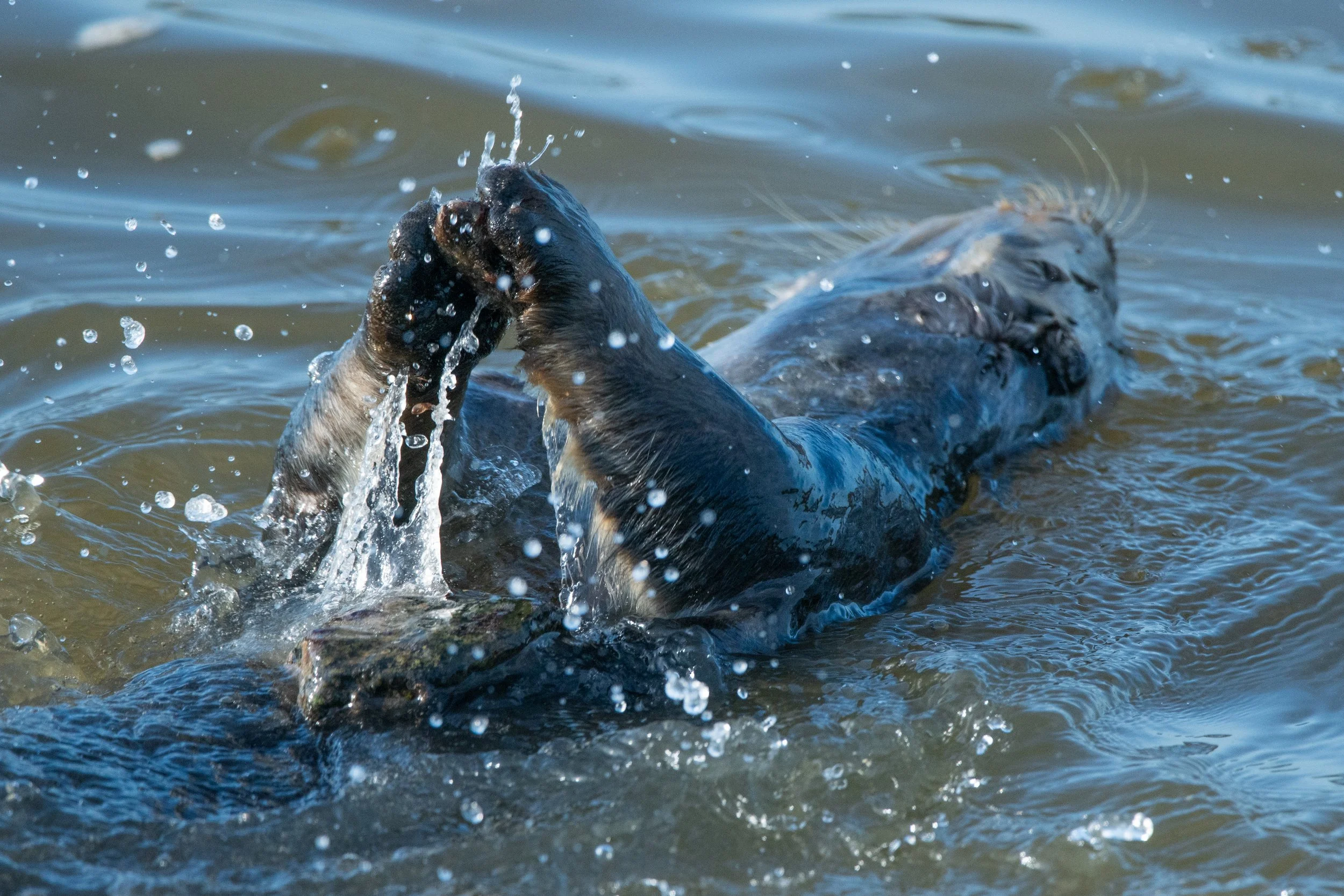 DSC_0230-2.jpg