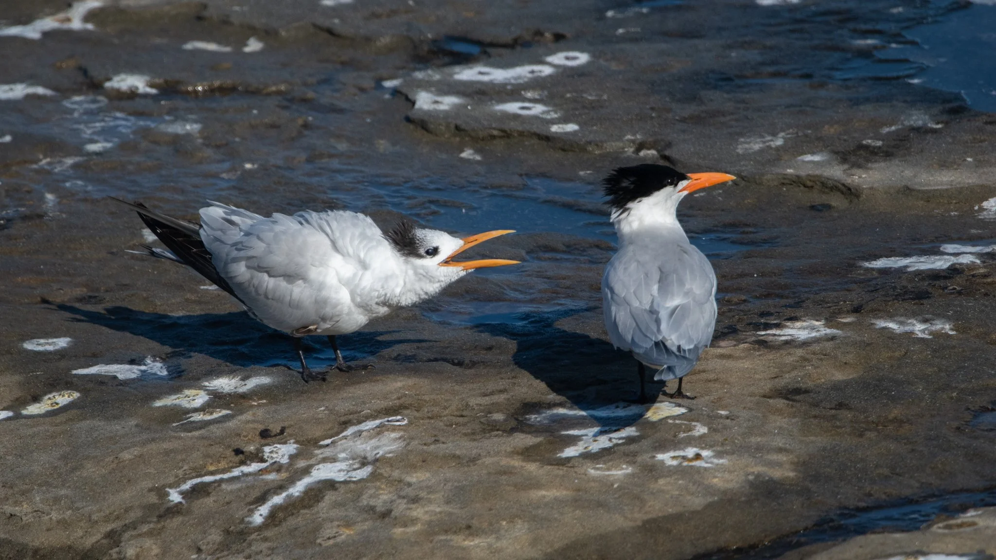 lajolla-16.jpg