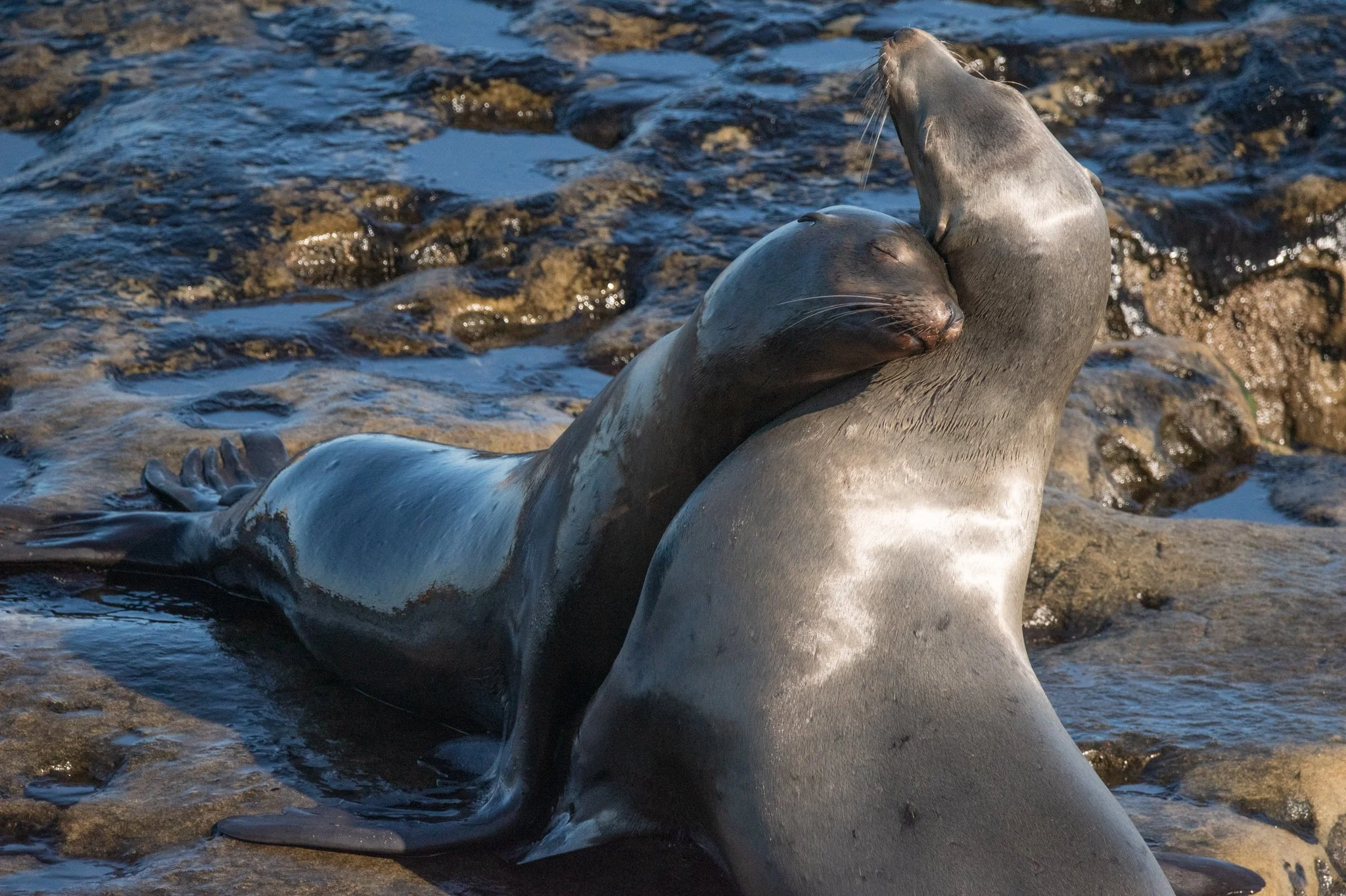 lajolla-15.jpg