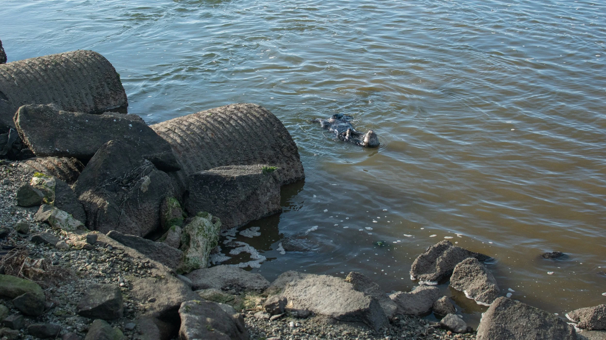 DSC_0218-2.jpg