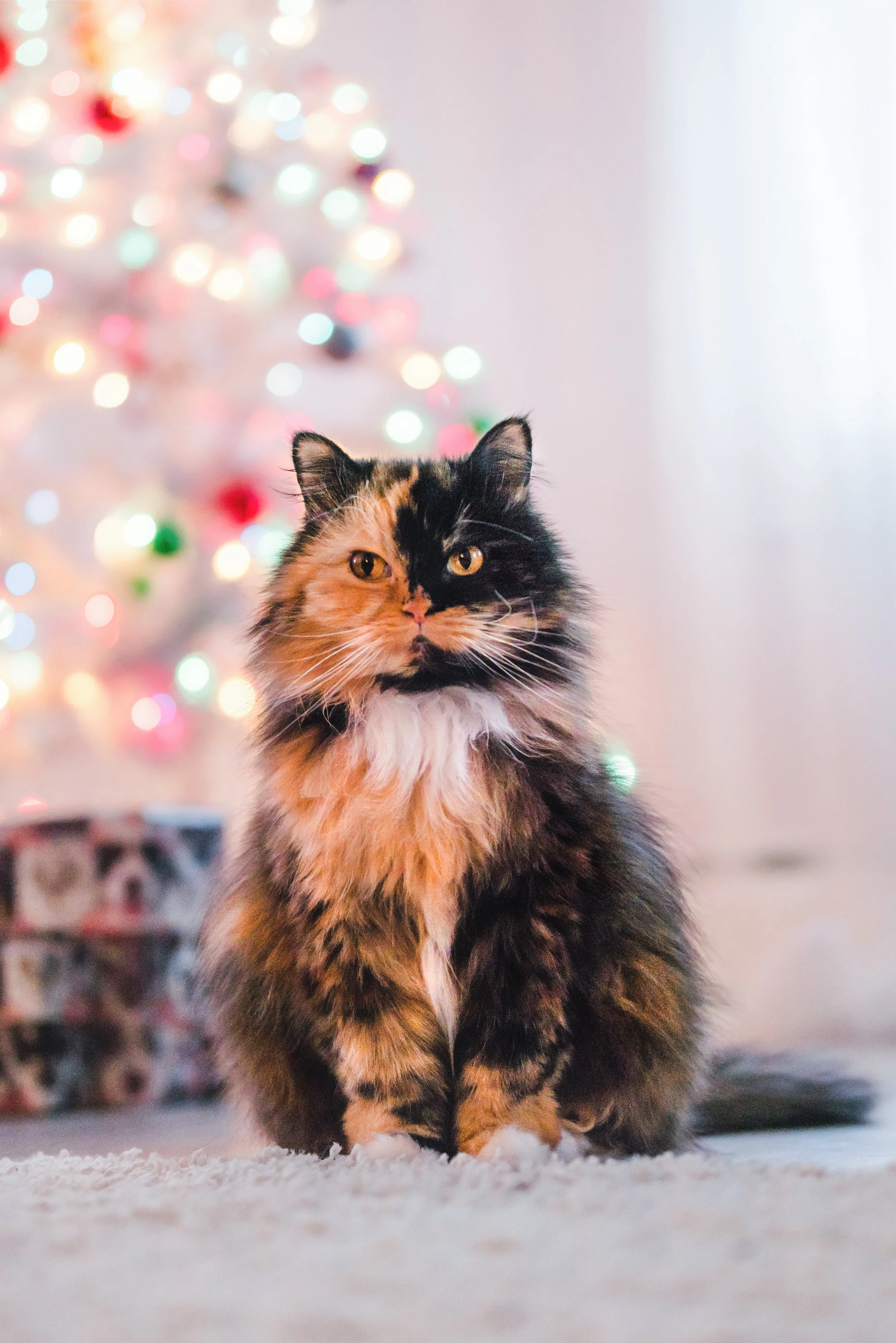 bokeh-11.jpg