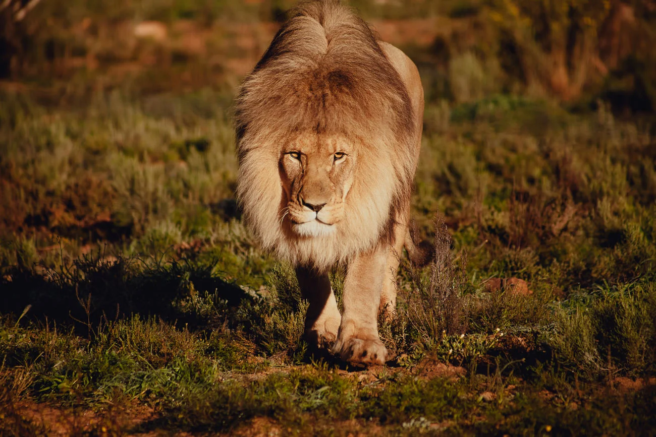 Cape Town South Africa Aquila Game Reserve Lion Prowl-11.jpg