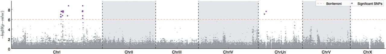 Significant genotype-phenotype associations from GWAS studies of pH tolerance in Pristionchus pacificus . Figure 4 in article .