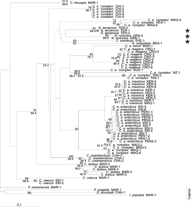 Phylogenetic tree of Cryptopygus springtails and their close relatives. Figure 3 in article .