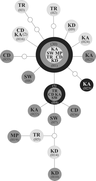 Haplotype network showing the relationship between genetic diversity and metabolic rate class in Cryptopygus antarcticus travei. Figure 4 in article .