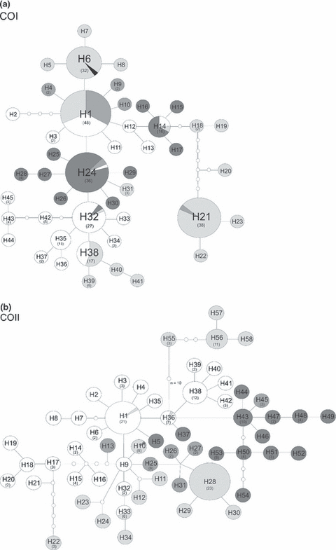 Haplotype network shows genetic diversity patterns for Gomphiocephalus hodgsoni from continental Antarctica. Figure 2 in article .