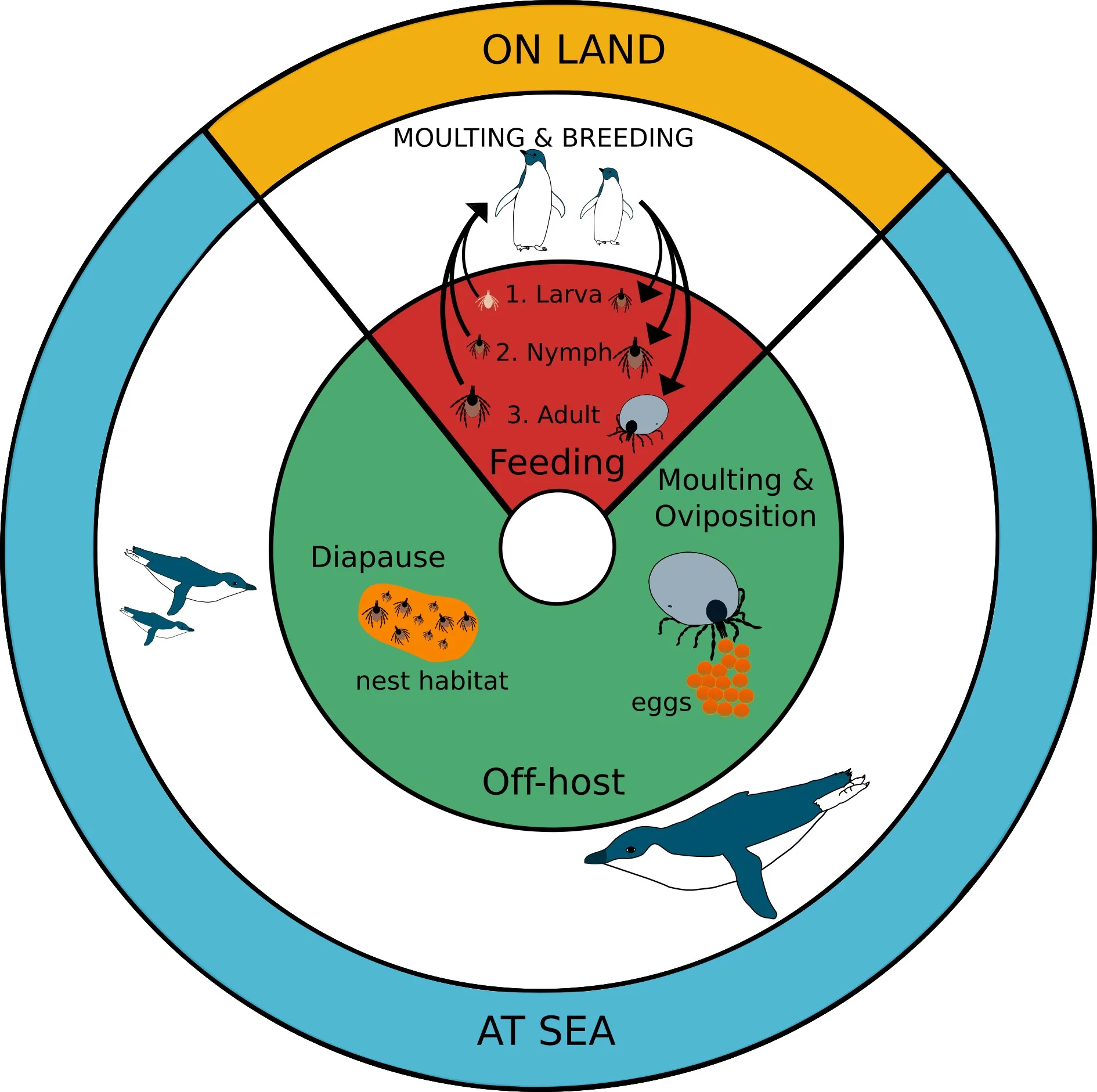 Relationship between penguin and tick life cycles. Figure 1 in the article .