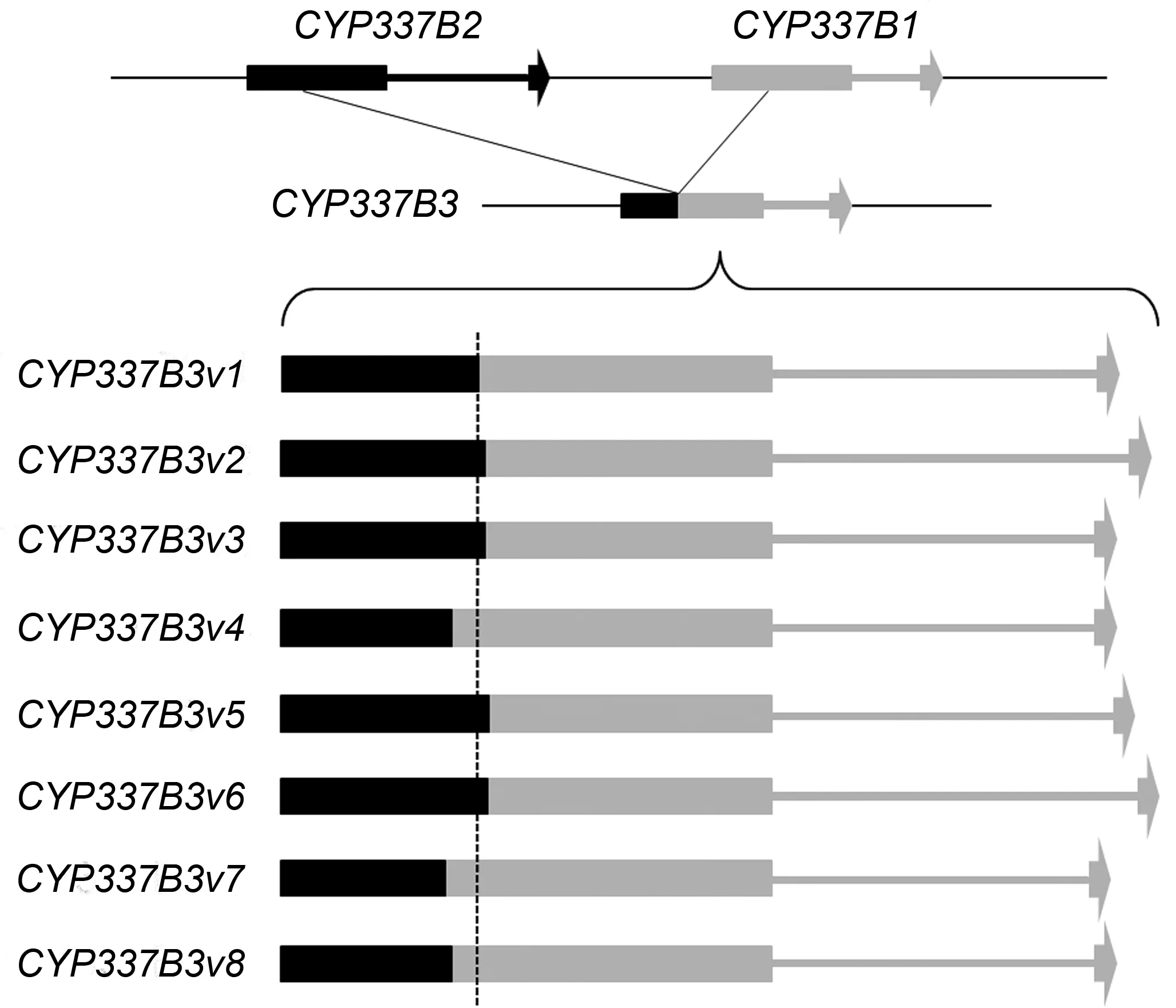 Schematic of different crossing-over points, resulting in eight alleles, for the chimeric cytochrome P450 gene. Figure 4 in the article .