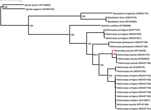 Phylogeny of Helicoverpa species. Figure 1 in the article .