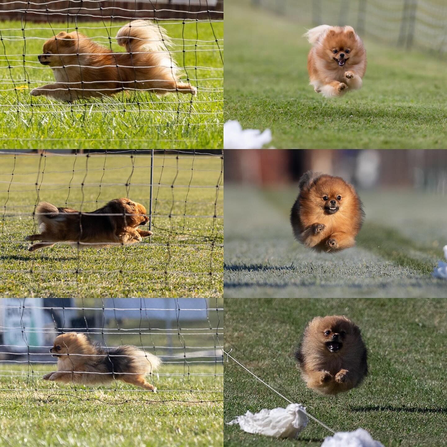 Happy Leap Day 2024! Everyone is sharing their Leap photos. Since I have retired I thought I would share my kids&rsquo; leaps. These are all taken during their @americankennelclub FastCat runs. @teammommamia is anxiously waiting to start running agai