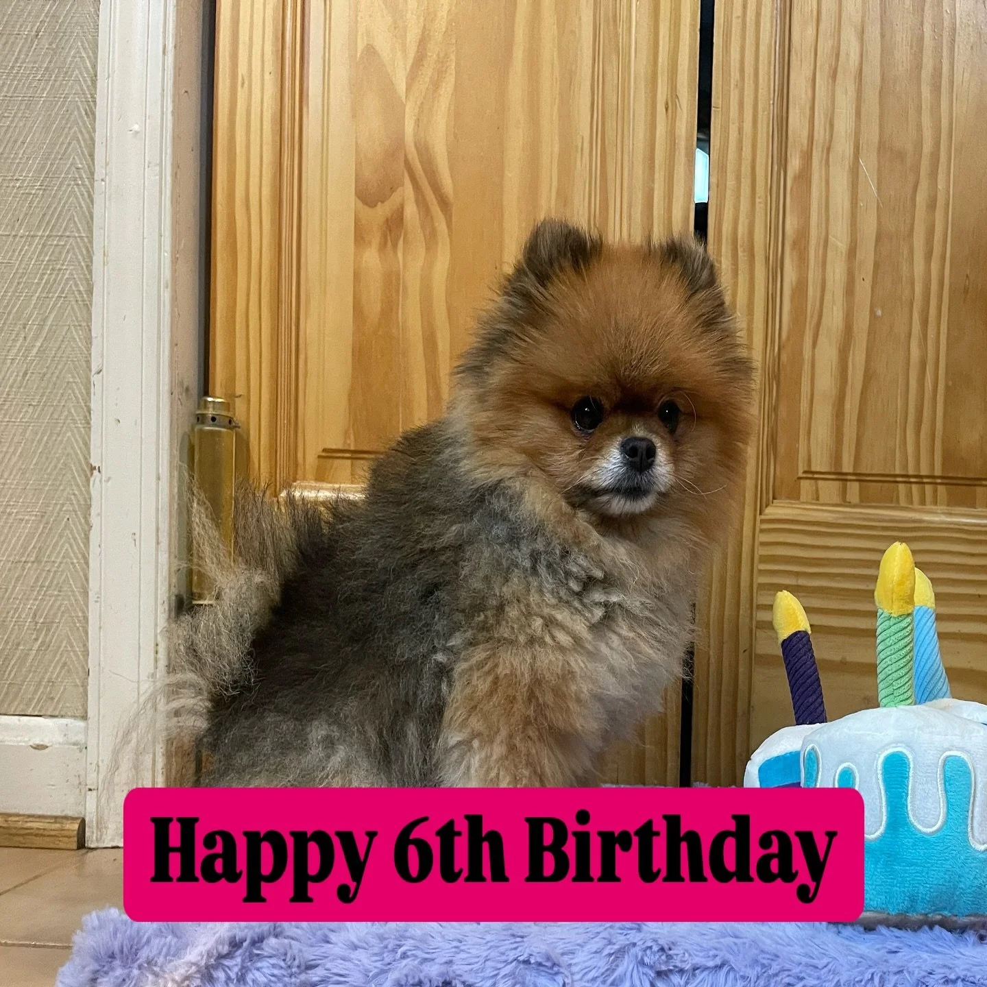 Today my girl Momma Mia turns 6!!! It seems like yesterday I brought her home. She is the sweetest little Pomeranian around. Always ready to snuggle and go on adventures. 

She gets to have a weekend adventures this weekend and enjoy her day. #mommam