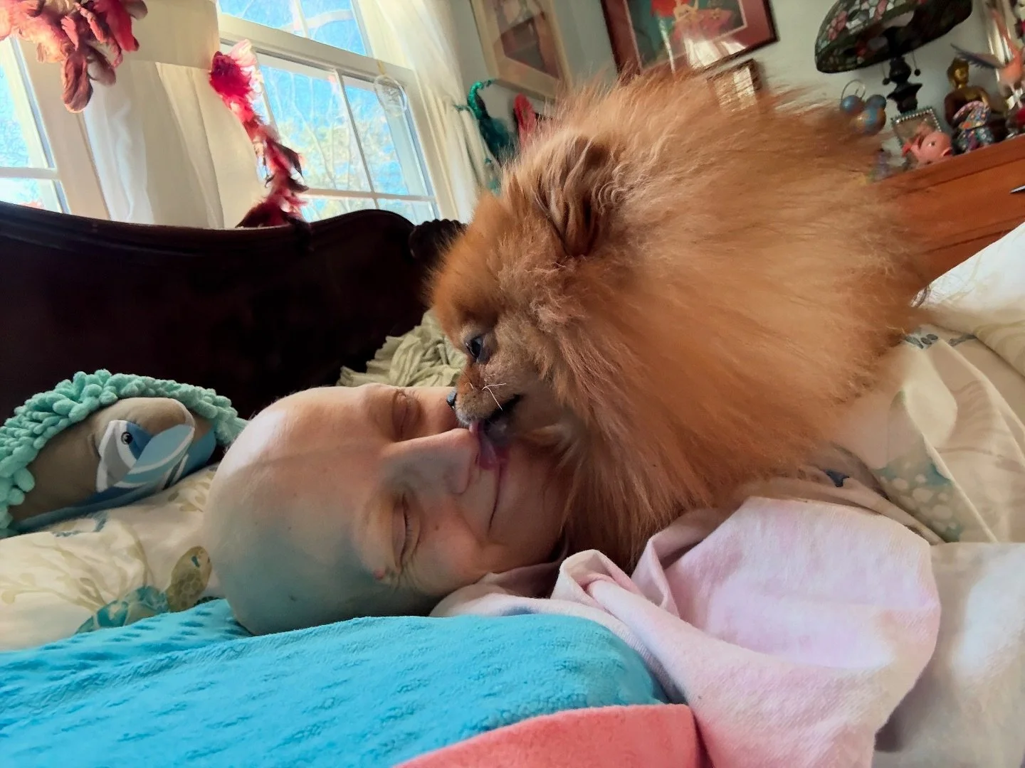 Nothing like waking up with morning kisses from Kennie. He is the best little caregiver making sure I get all of his love. #metastaticbreastcancer #breastcancer #kennie #iamjustken #baldballeina