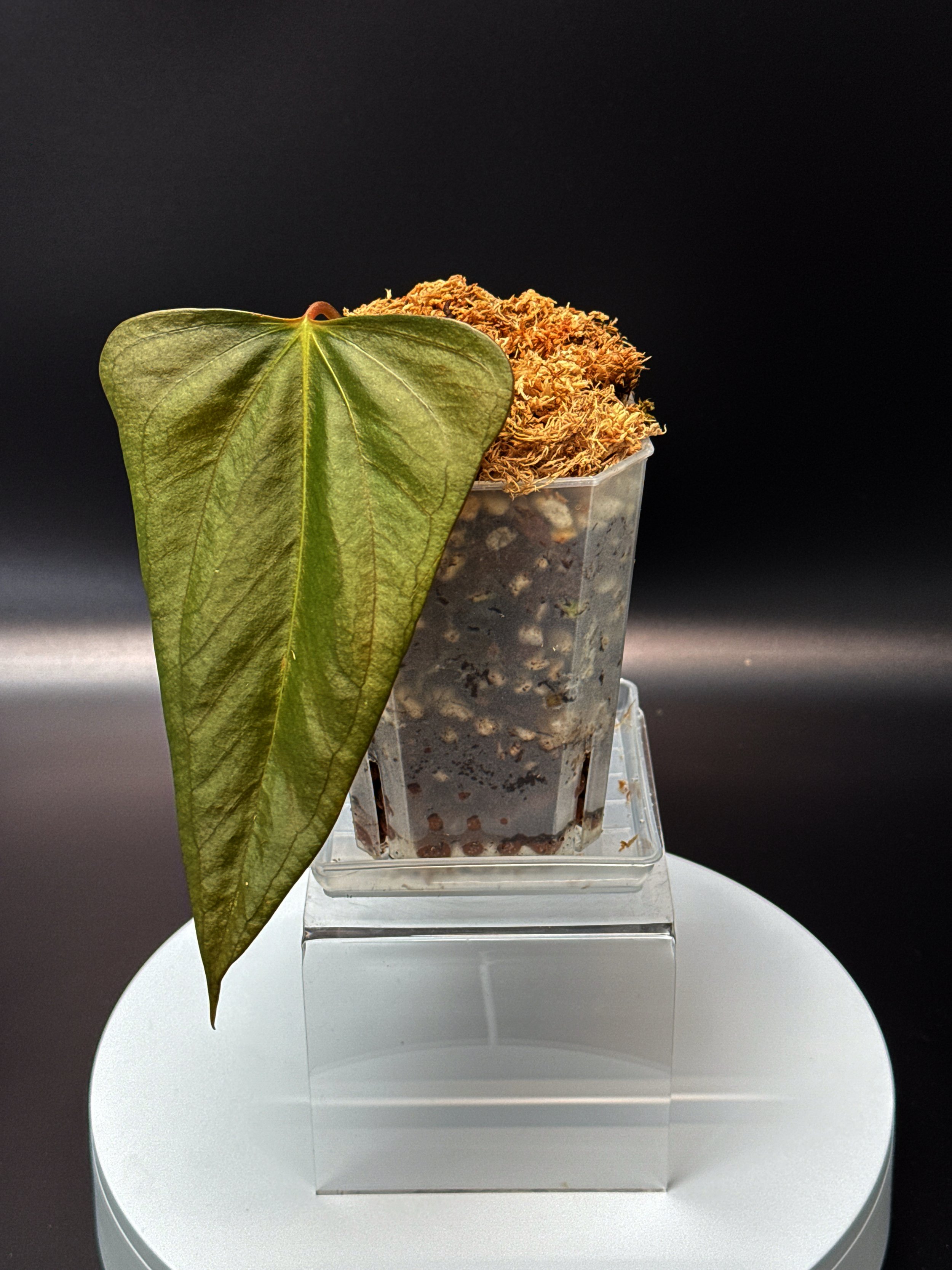 Anthurium Indonesian Portillae (flat sinus) | Shop Rare Anthurium Houseplants in Sydney, Australia | Melty Plants E-Store, Online