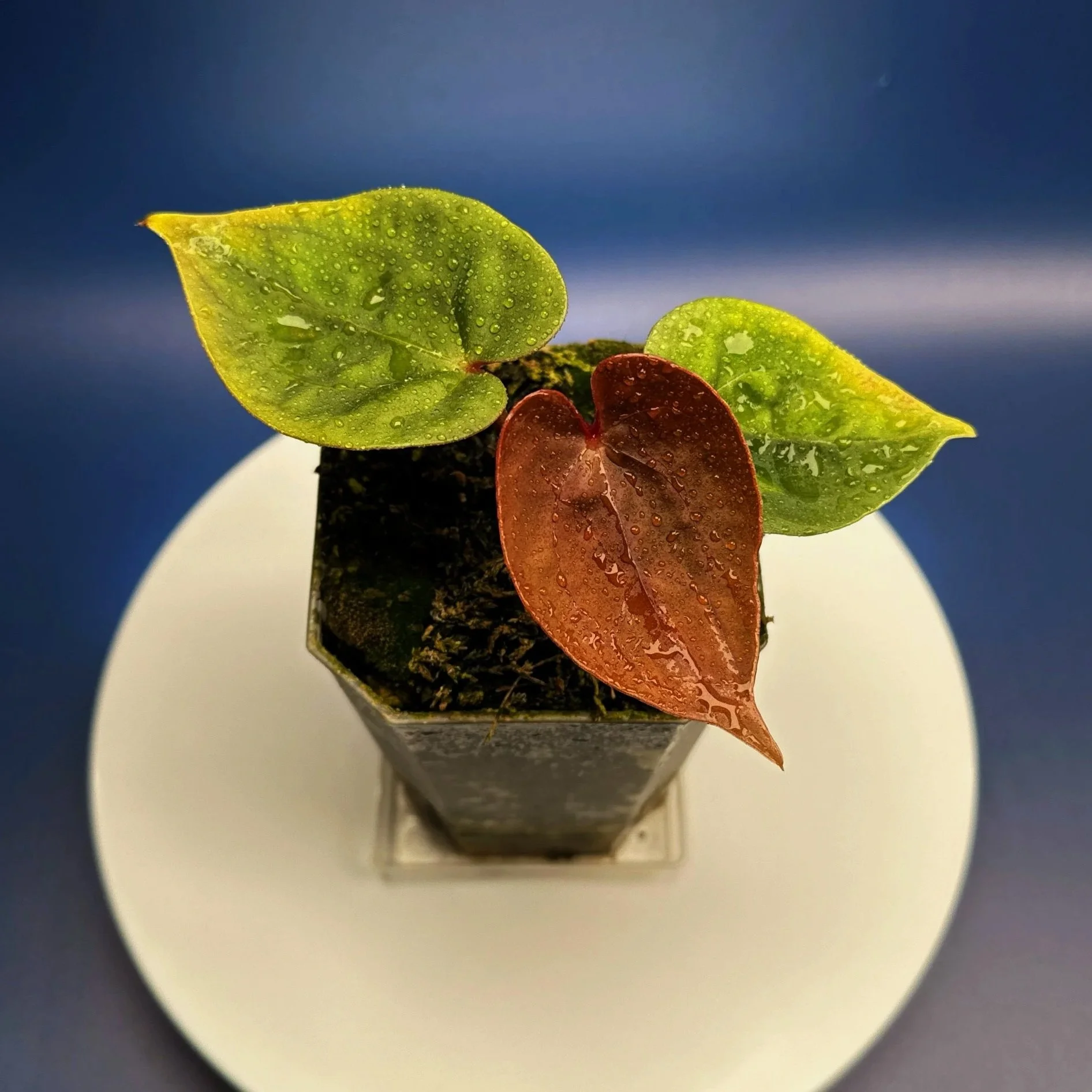 Anthurium Reverse 'Bubble Butt'