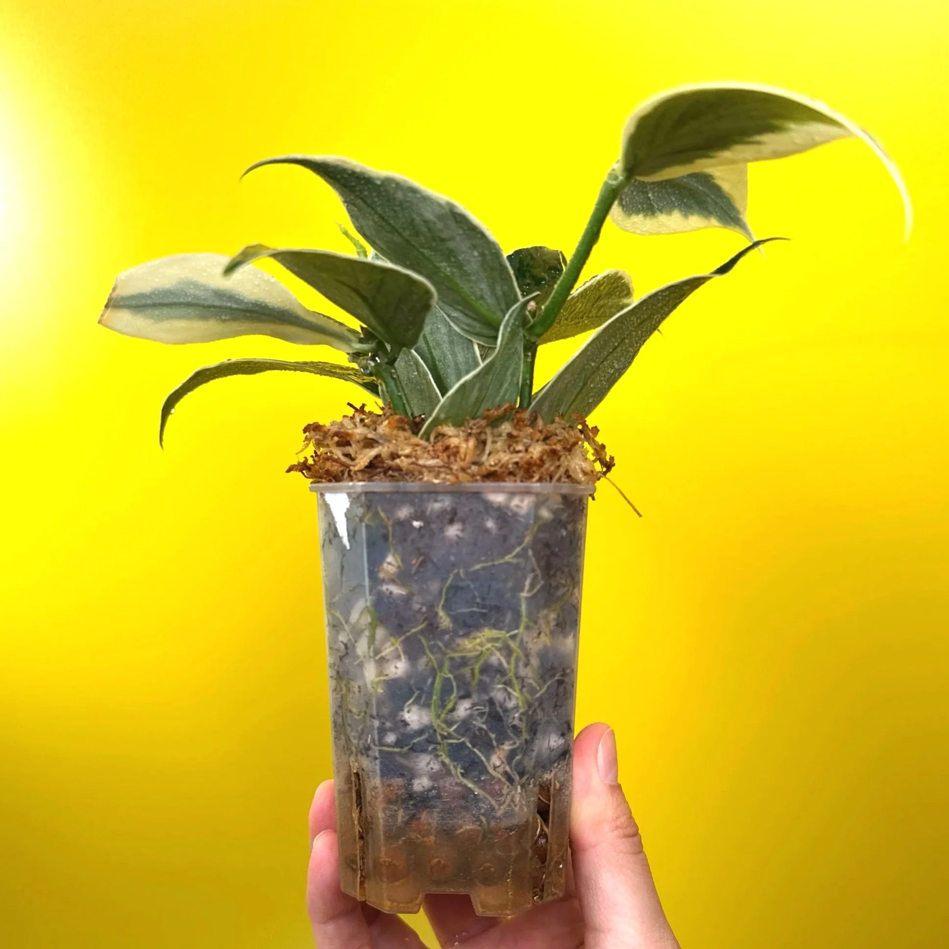 Hoya Polyneura Albomarginata | Shop Rare Hoya Houseplants in Sydney, Australia | Melty Plants E-Store, Online