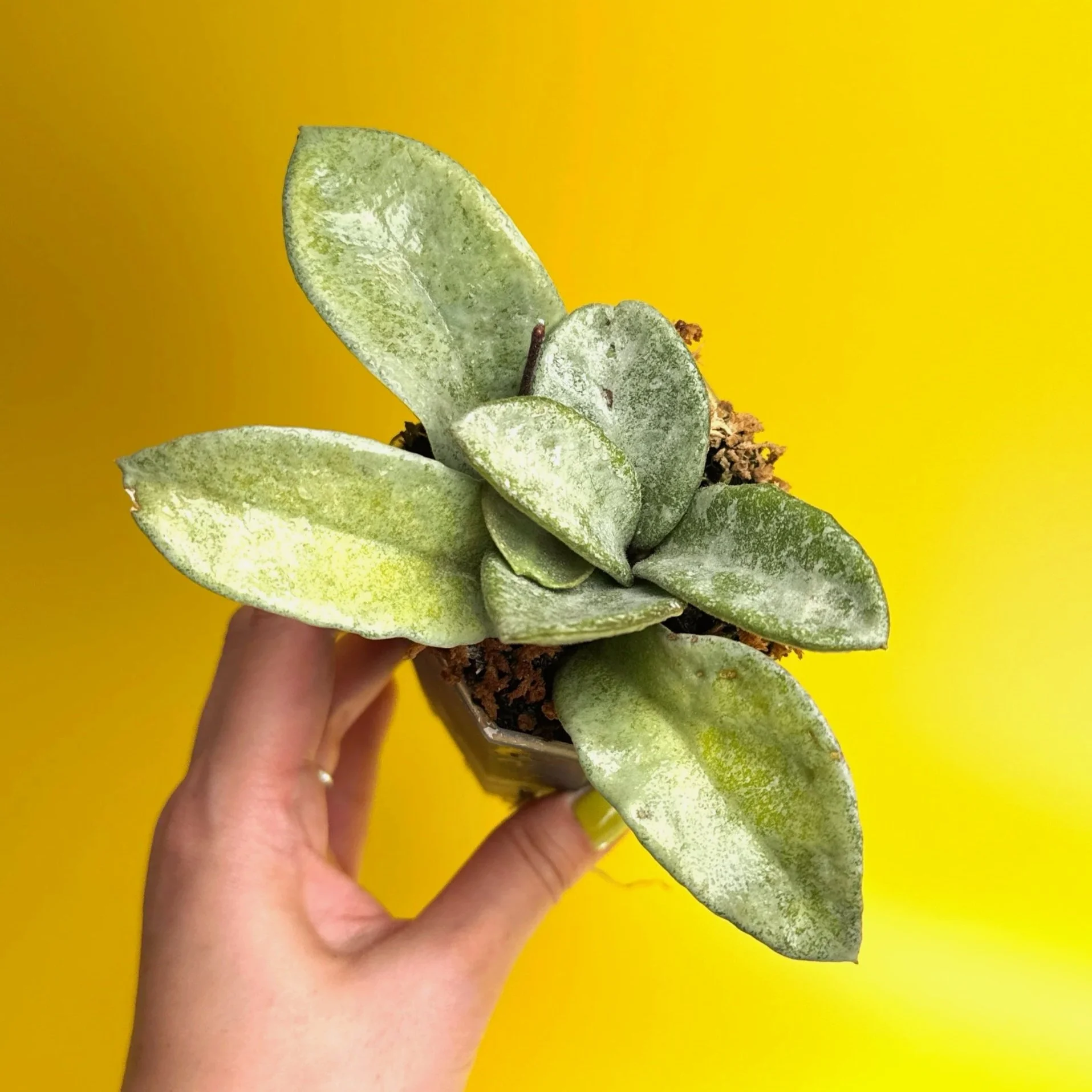 HOYA Carnosa Nova Ghost | Rare Collector Plant Specialists | Melty Plants Australia