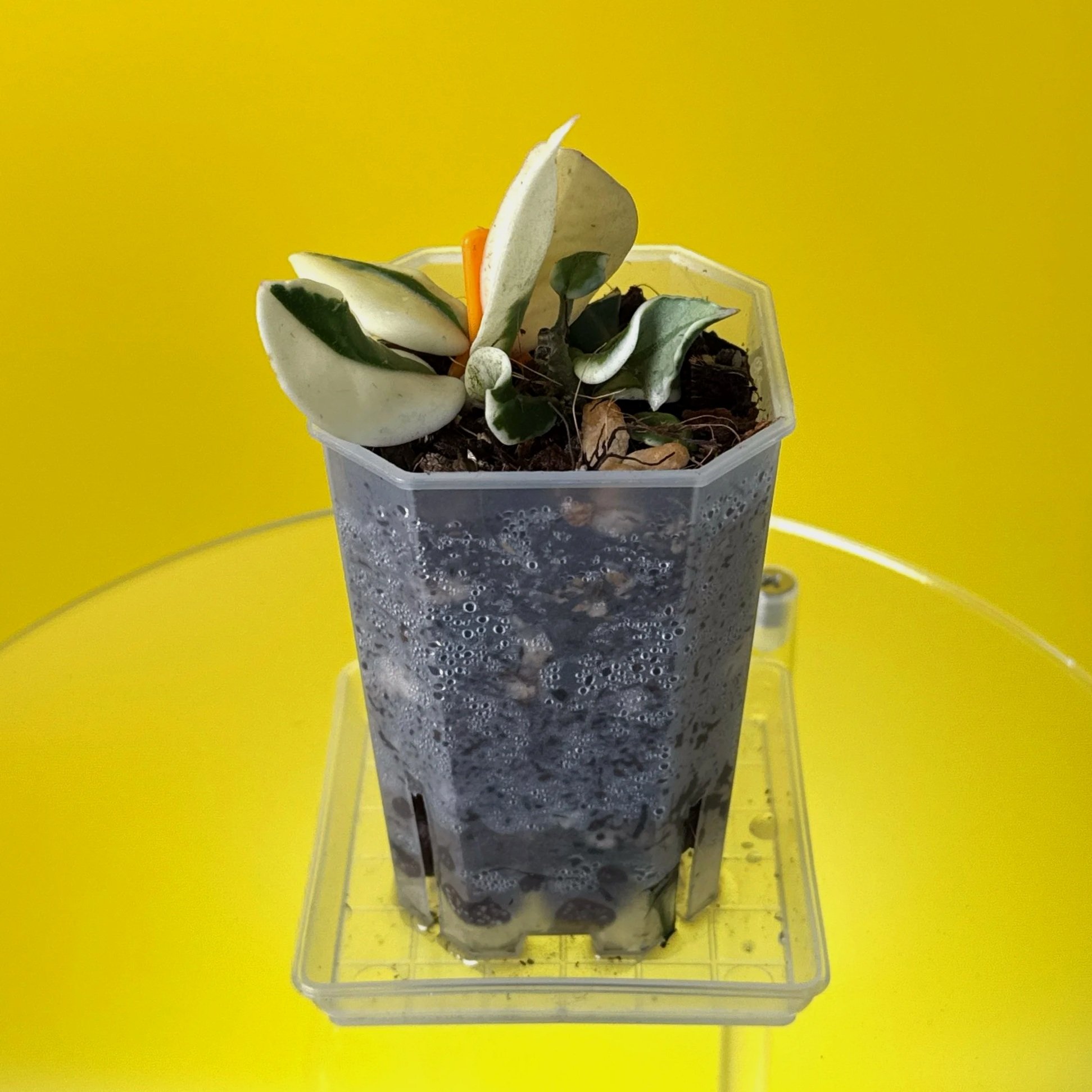 Hoya Carnosa Holiana | Shop Rare Variegated Hoya Houseplants in Sydney, Australia | Melty Plants E-Store, Online