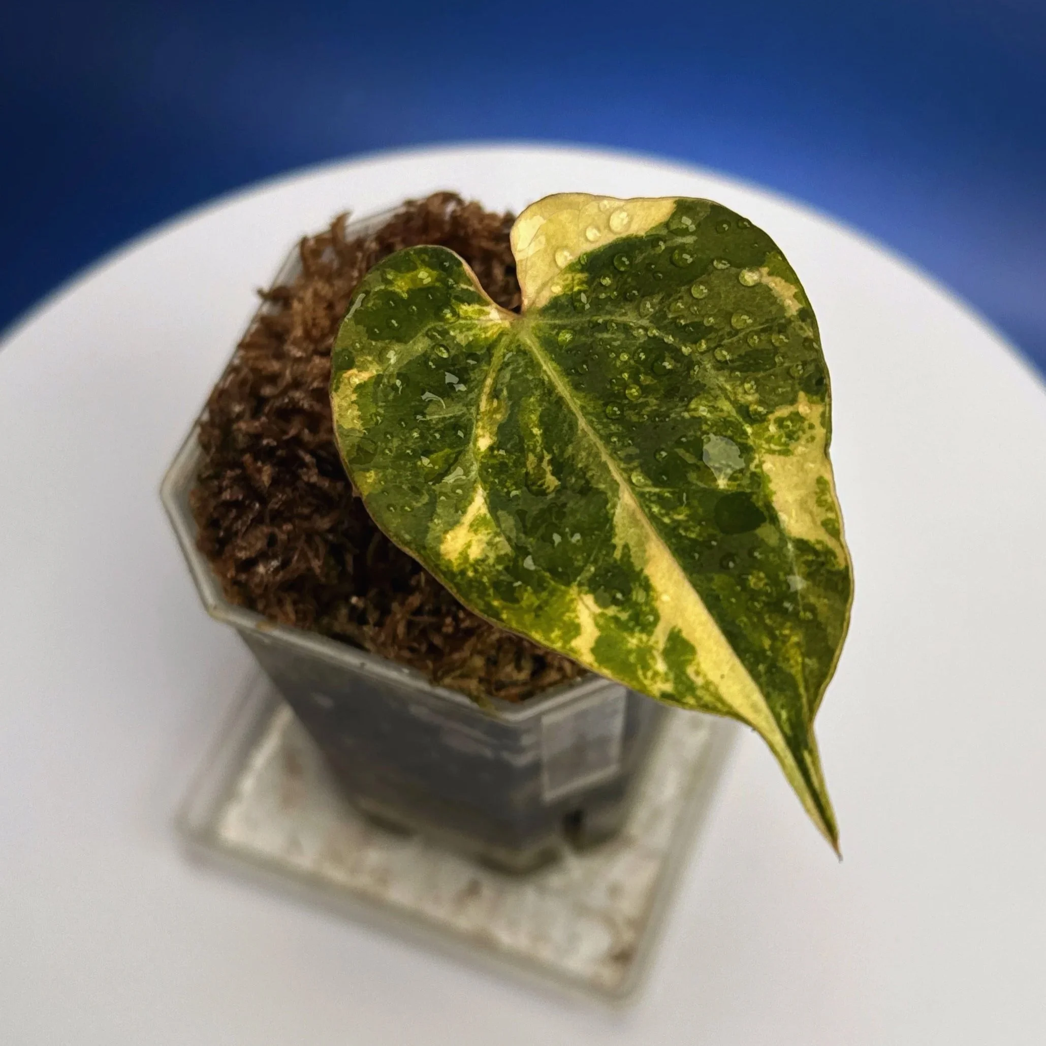 Anthurium Variegated Magnificum x Red Vein Dark Phoenix – Variegated 'PHOENIX R' | Shop Ultra Rare Variegated Anthuriums online from Sydney, Australia | Melty Plants E-Store, Online