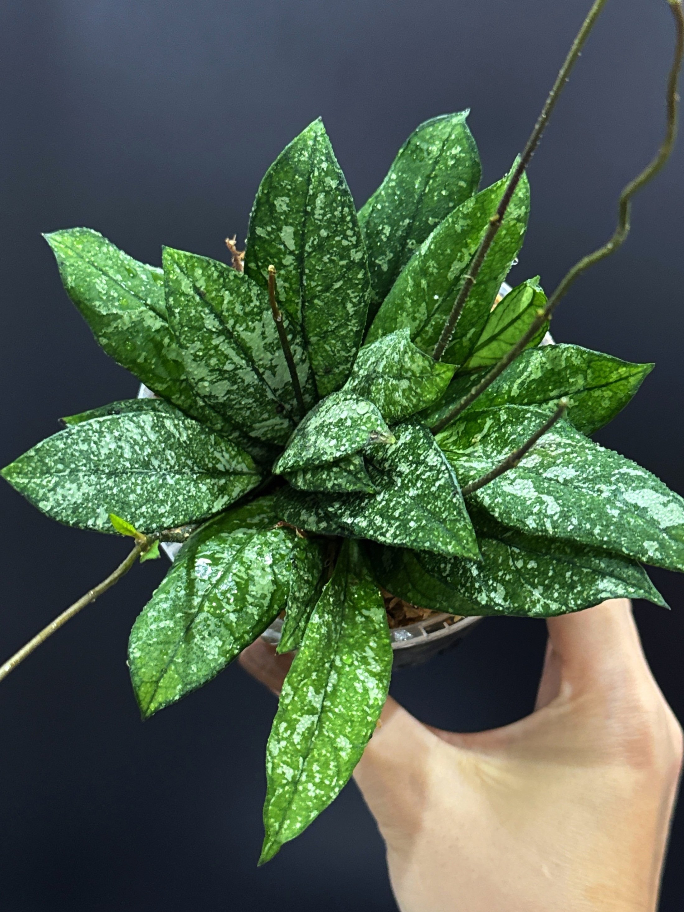 Hoya Crassipetiolata Splash multi-planted in 100mm Clear Pot for sale | Shop Rare Hoya Houseplants in Sydney, Australia | Melty Plants E-Store, Online