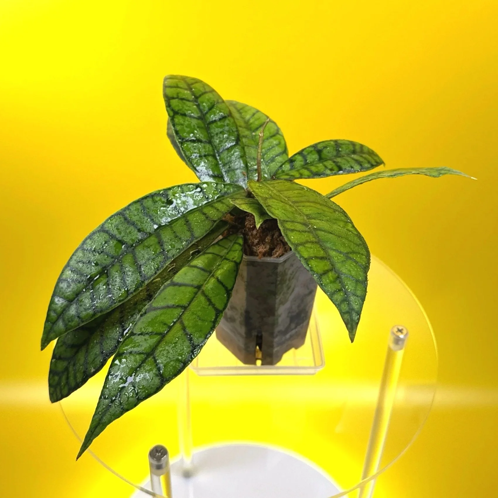 Hoya Callistophylla sp. Kalimantan 'Short Leaf' Plant