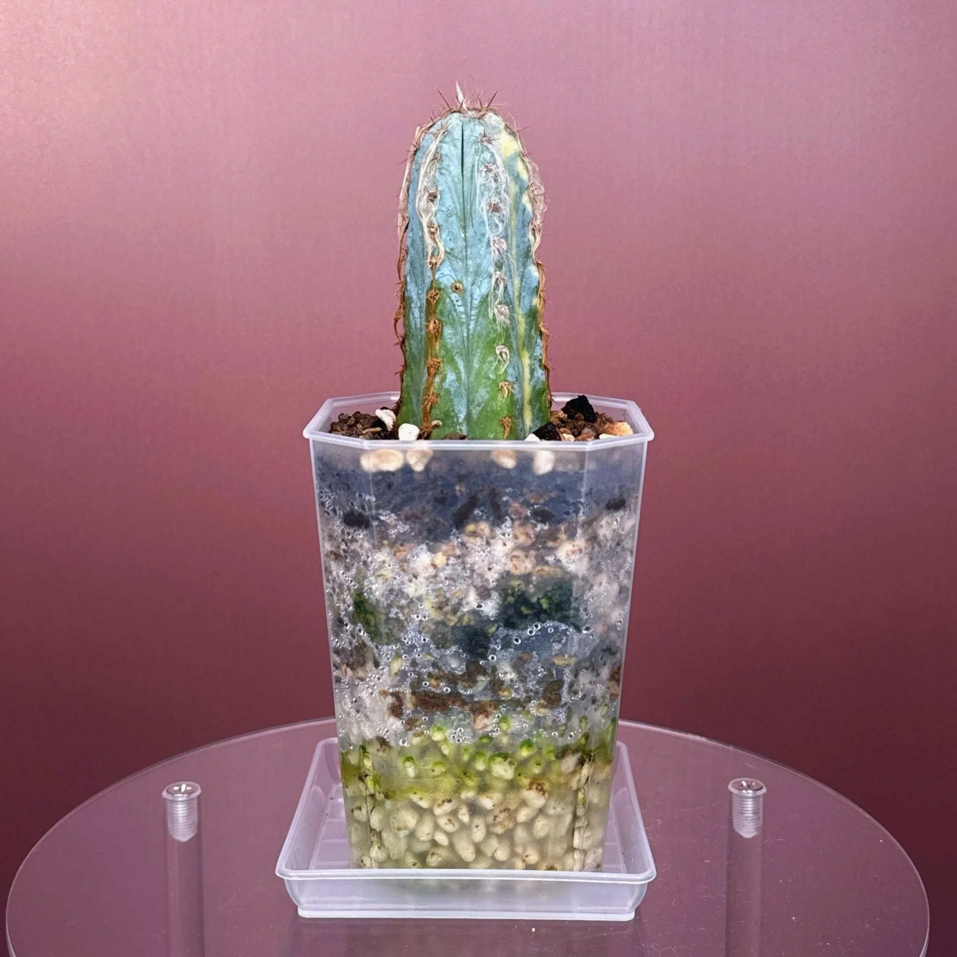 Pilosocereus Glaucescens Cv 'Heinz' Variegated | Shop rare and variegated Cacti in Sydney, Australia | Melty Plants E-Store, Online