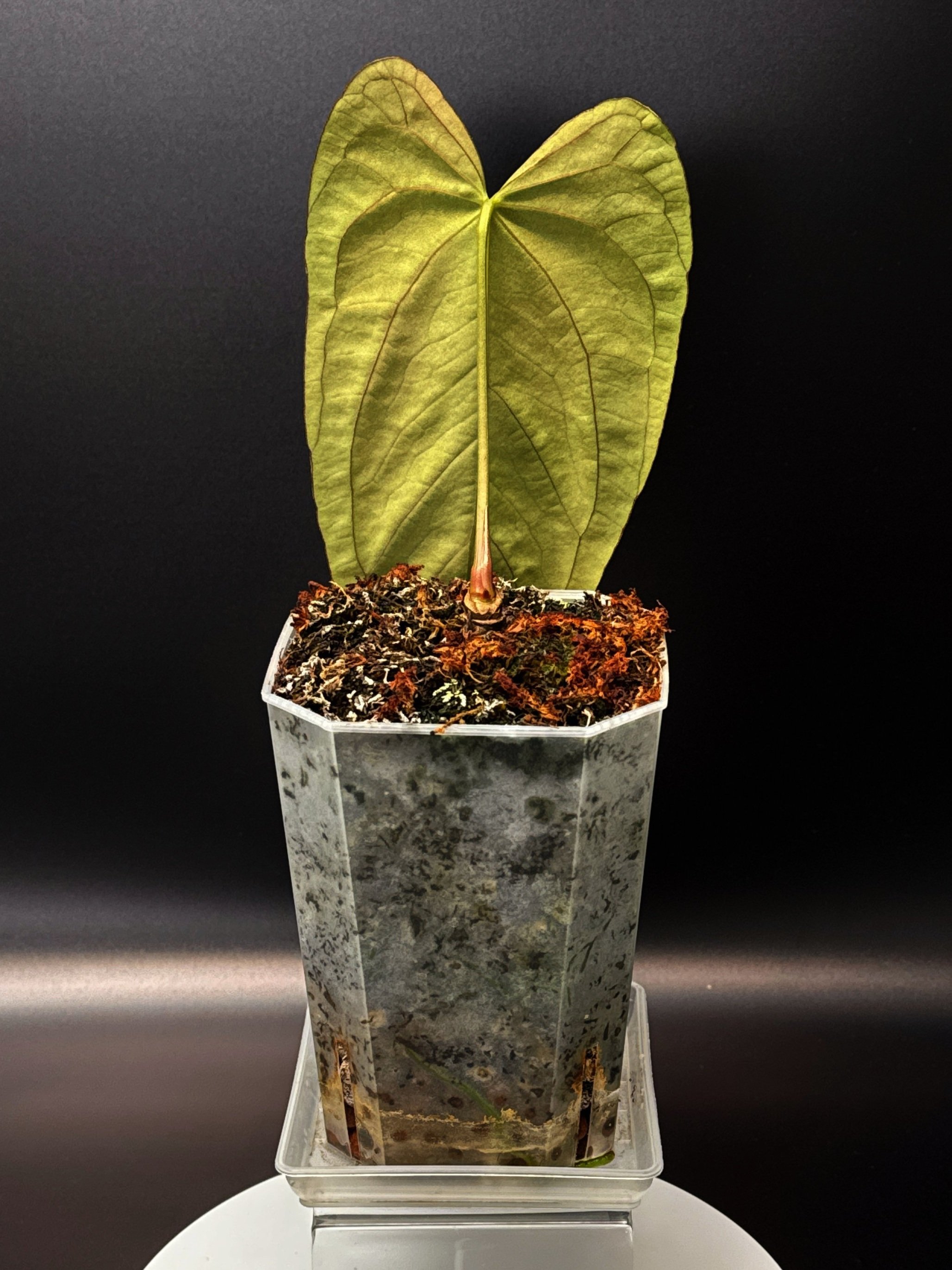 Anthurium Midnight Port: Midnight Velvet 'Hurricane' x Indonesian Portillae) | Shop Rare Anthurium Houseplants in Sydney, Australia | Melty Plants E-Store, Online