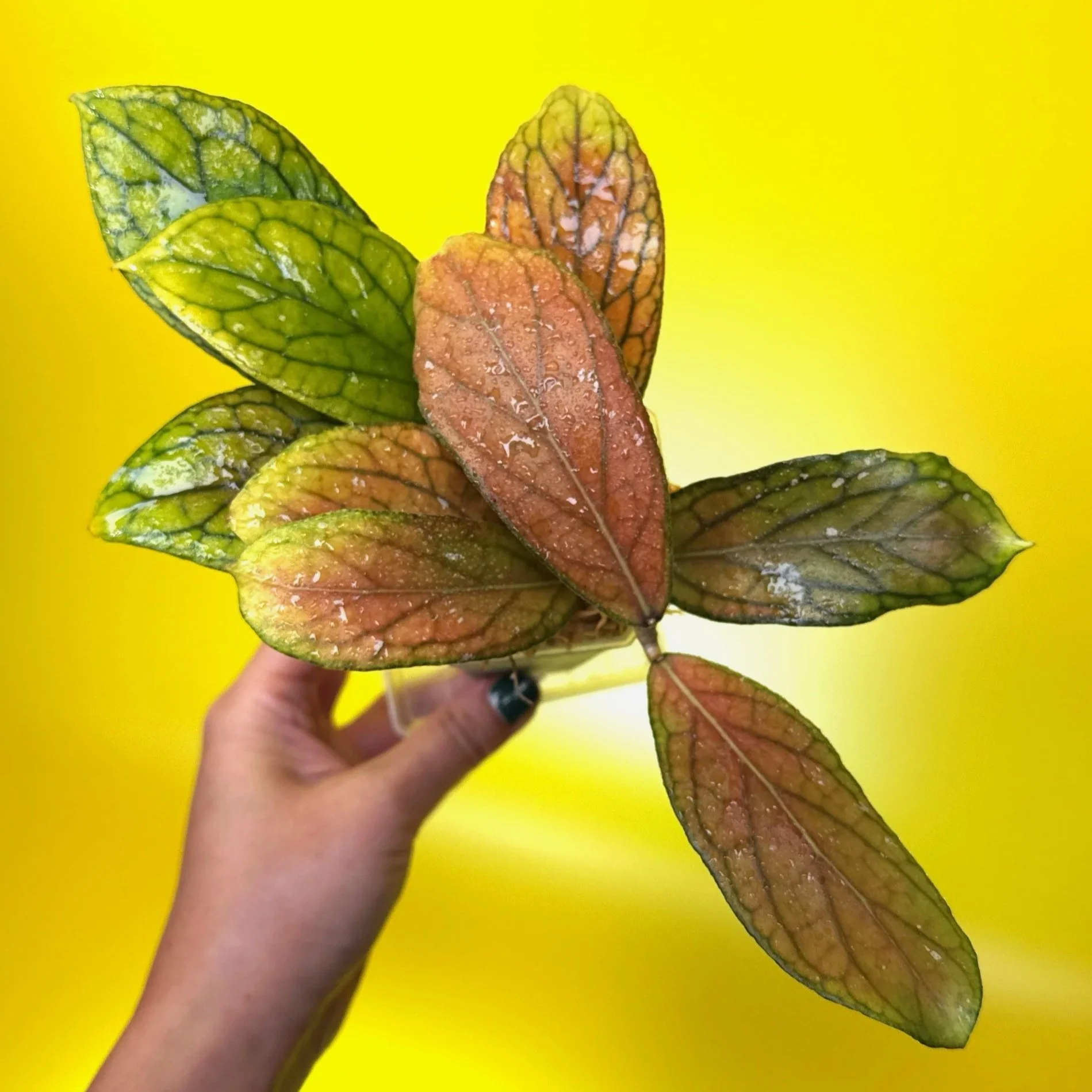 HOYA Tanggamus