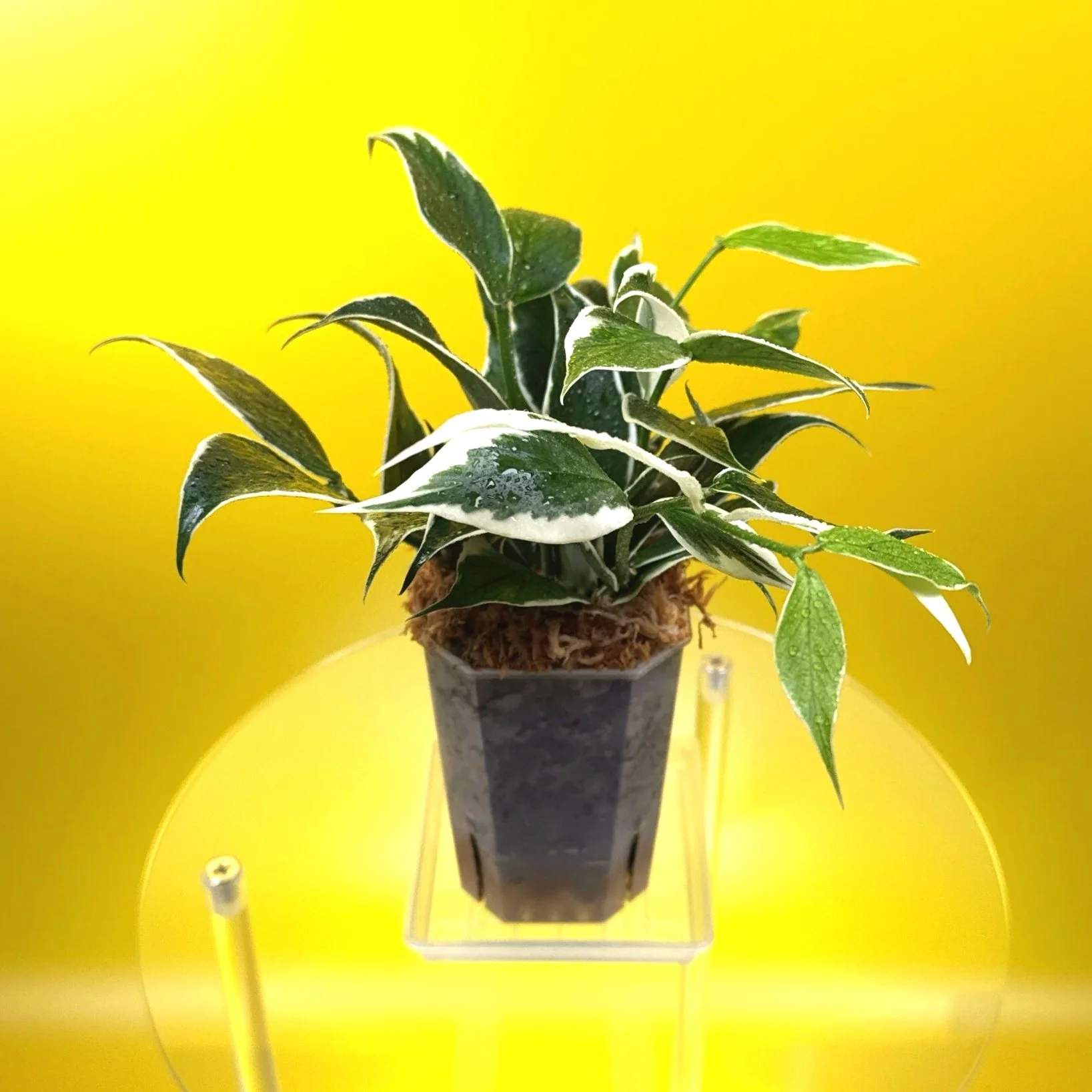 Hoya Polyneura Albomarginata 'Variegated Fishtail' Plant