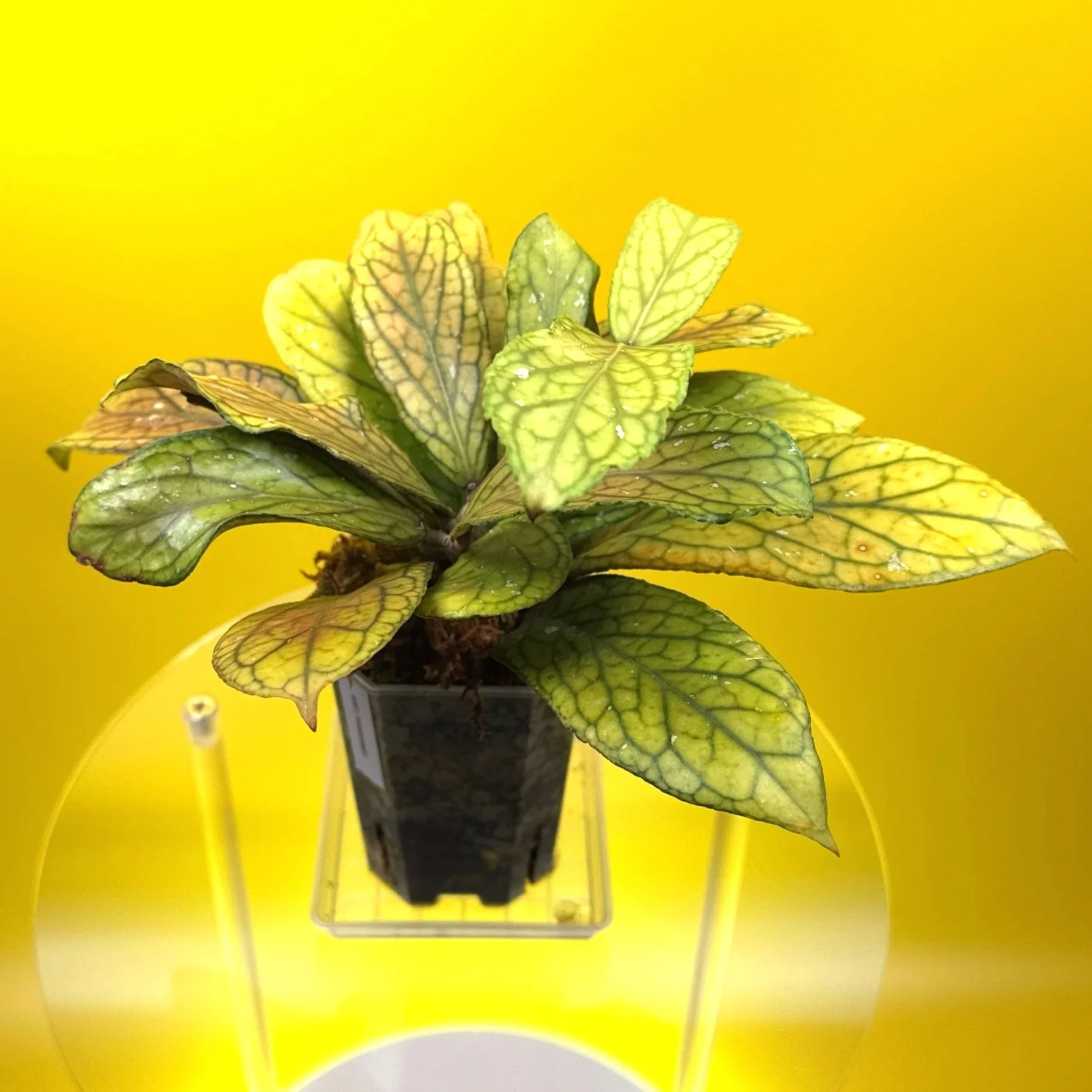 Hoya Tanggamus | Shop Rare Large Leaf Hoya Plants in Sydney, Australia | Melty Plants E-Store, Online