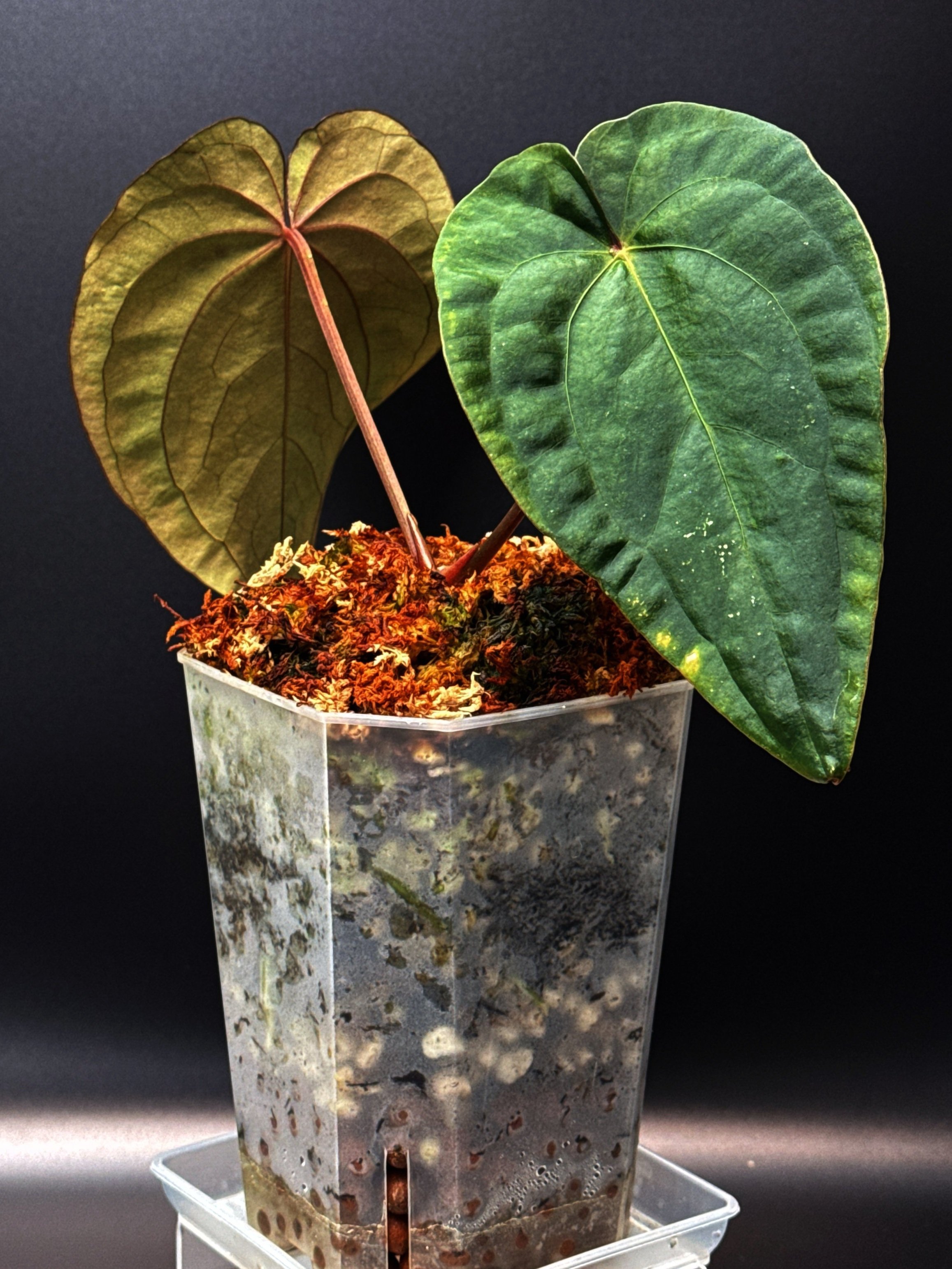 ANTHURIUM RNK027 (Forgetii x Dark Papillilaminum) x (Midnight Velvet x Luxurians) | Shop Rare Anthurium Houseplants in Sydney, Australia | Melty Plants E-Store, Online