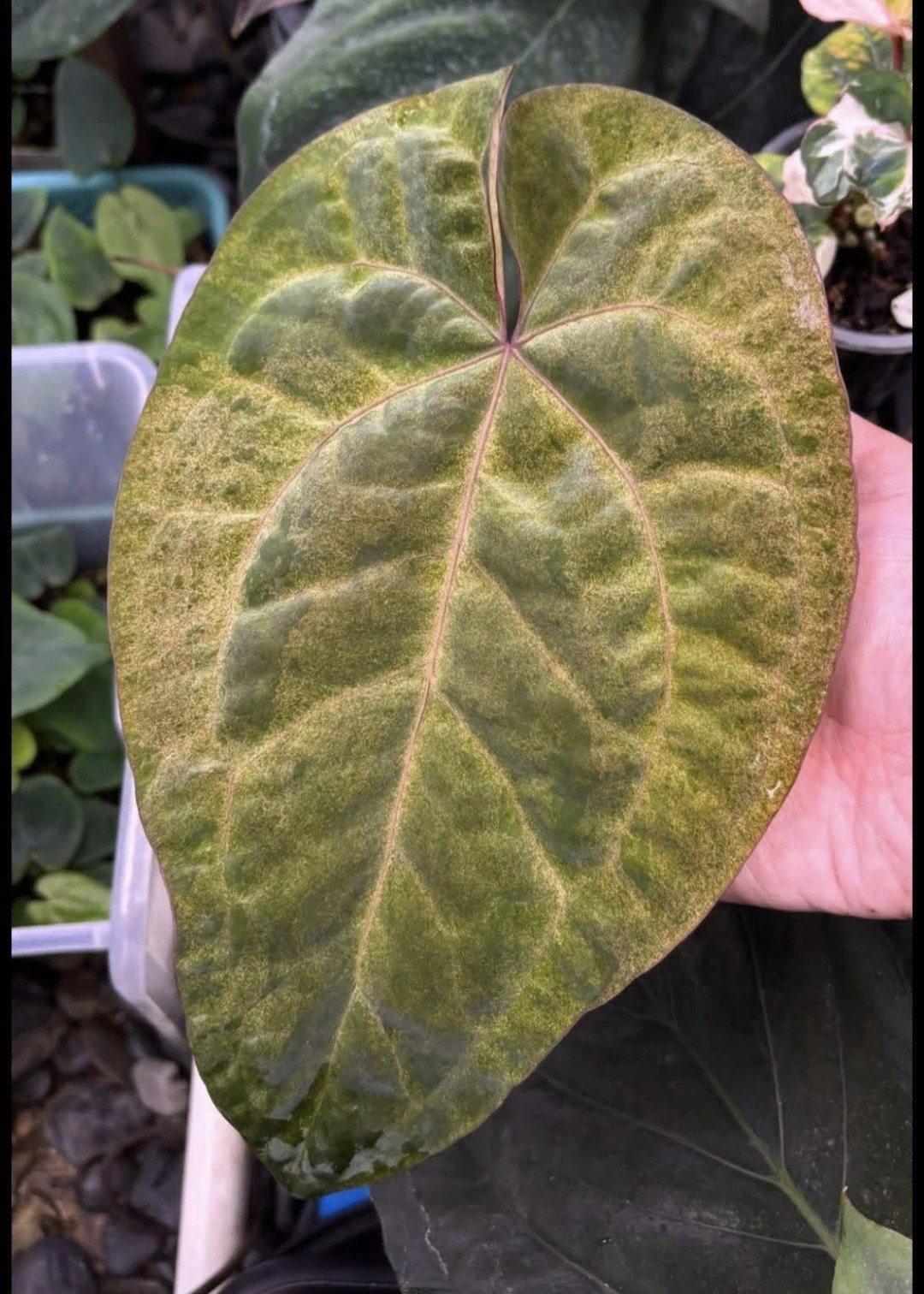 Anthurium Tezula Ace of Spades 'Dark Form' – Mint Variegated | Shop Ultra Rare Variegated Anthuriums online from Sydney, Australia | Melty Plants E-Store, Online