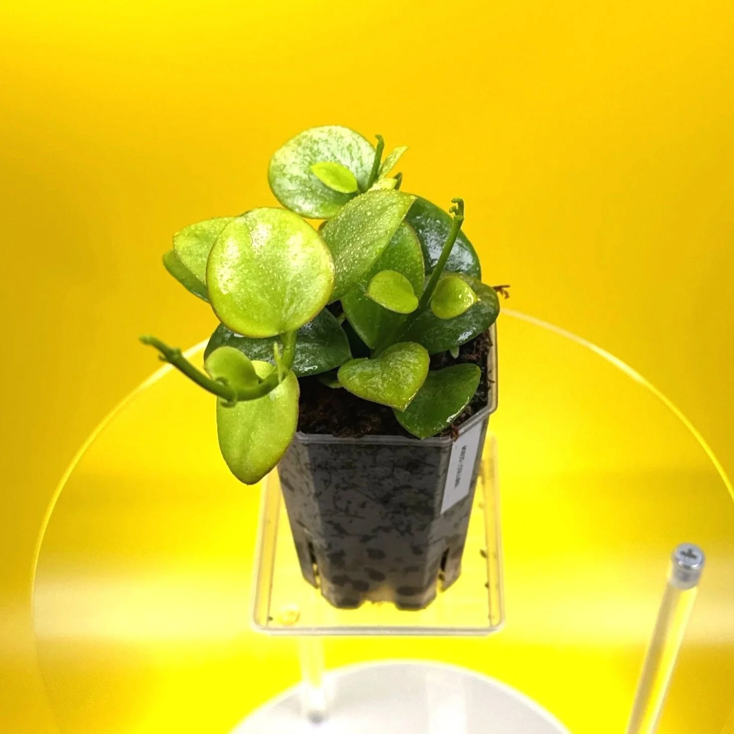 Hoya Collina in a small clear square pot for sale | Shop Rare Hoya Plants in Sydney, Australia | Melty Plants E-Store, Online