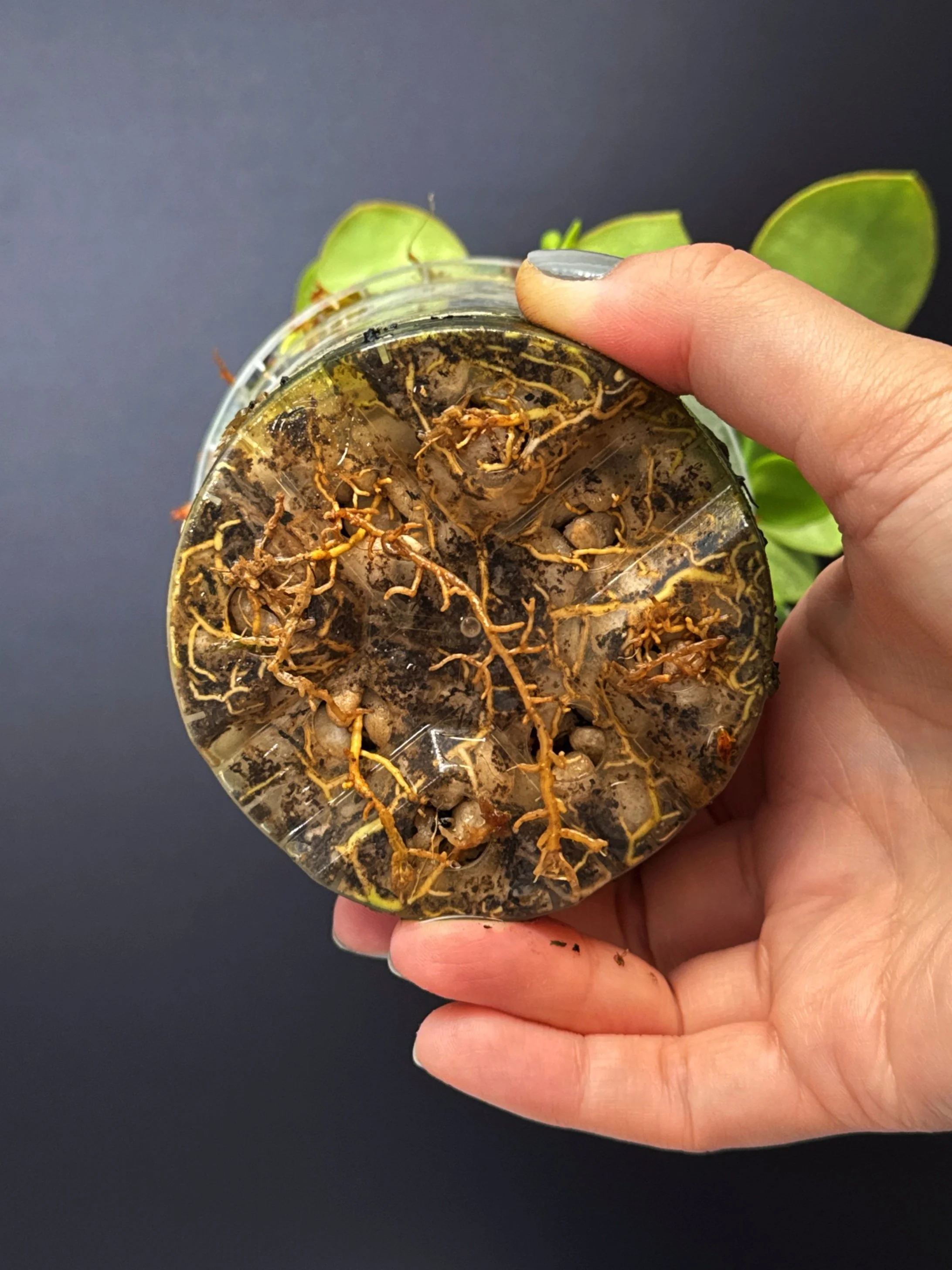 Hoya Collina in 100mm Clear Pot for sale | Shop Rare Hoya Plants in Sydney, Australia | Melty Plants E-Store, Online