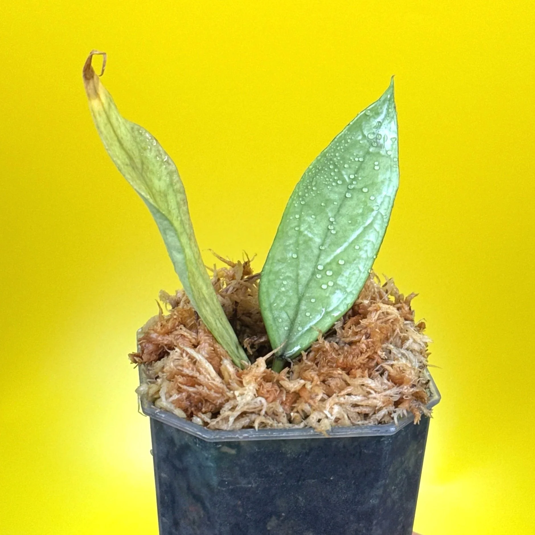 HOYA Sp. Germany Silver