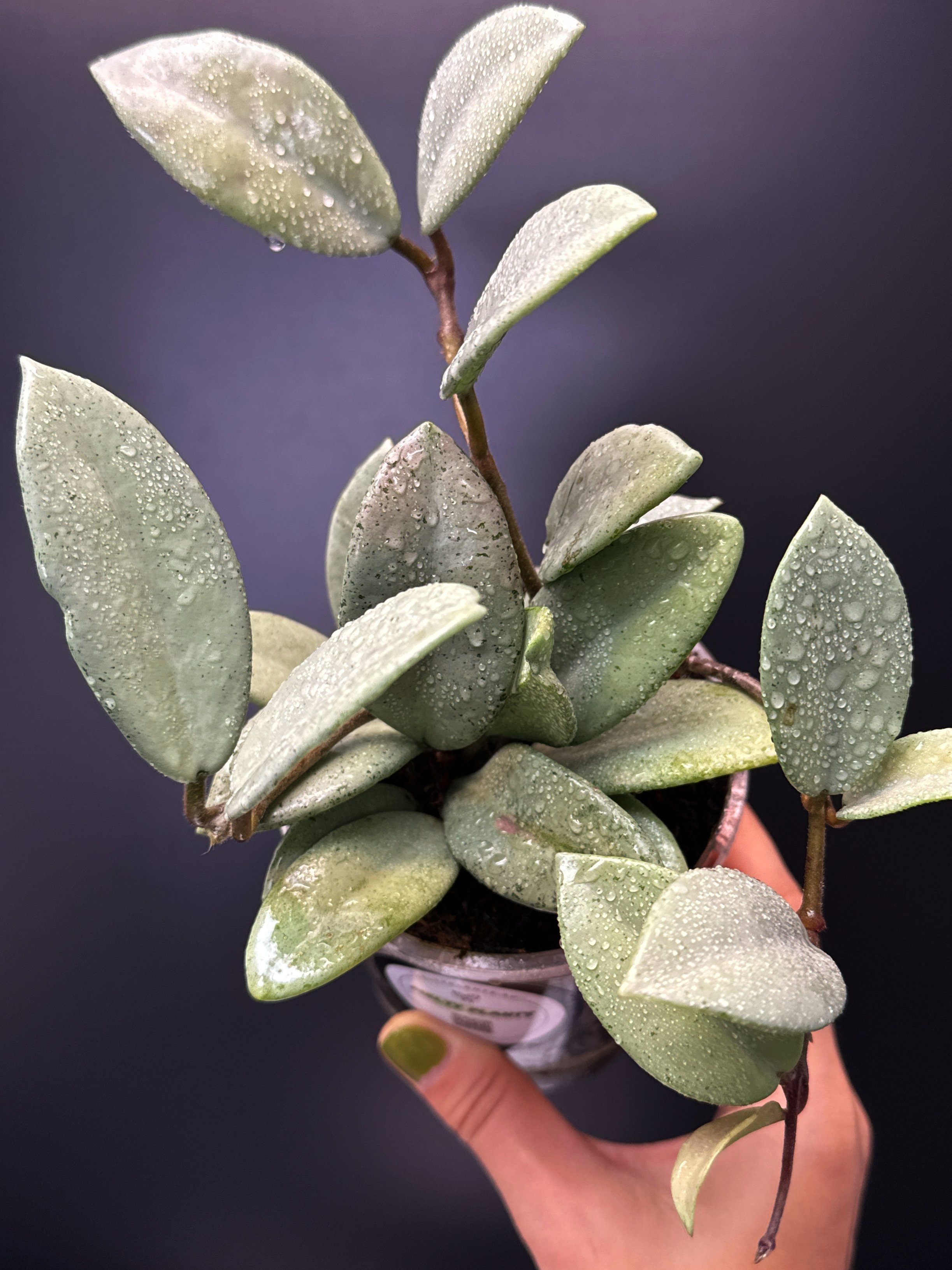 Hoya Carnosa Wilbur Graves Super Silver in 100mm clear pot | Shop Rare Hoya Houseplants from Sydney, Australia | Melty Plants E-Store Online